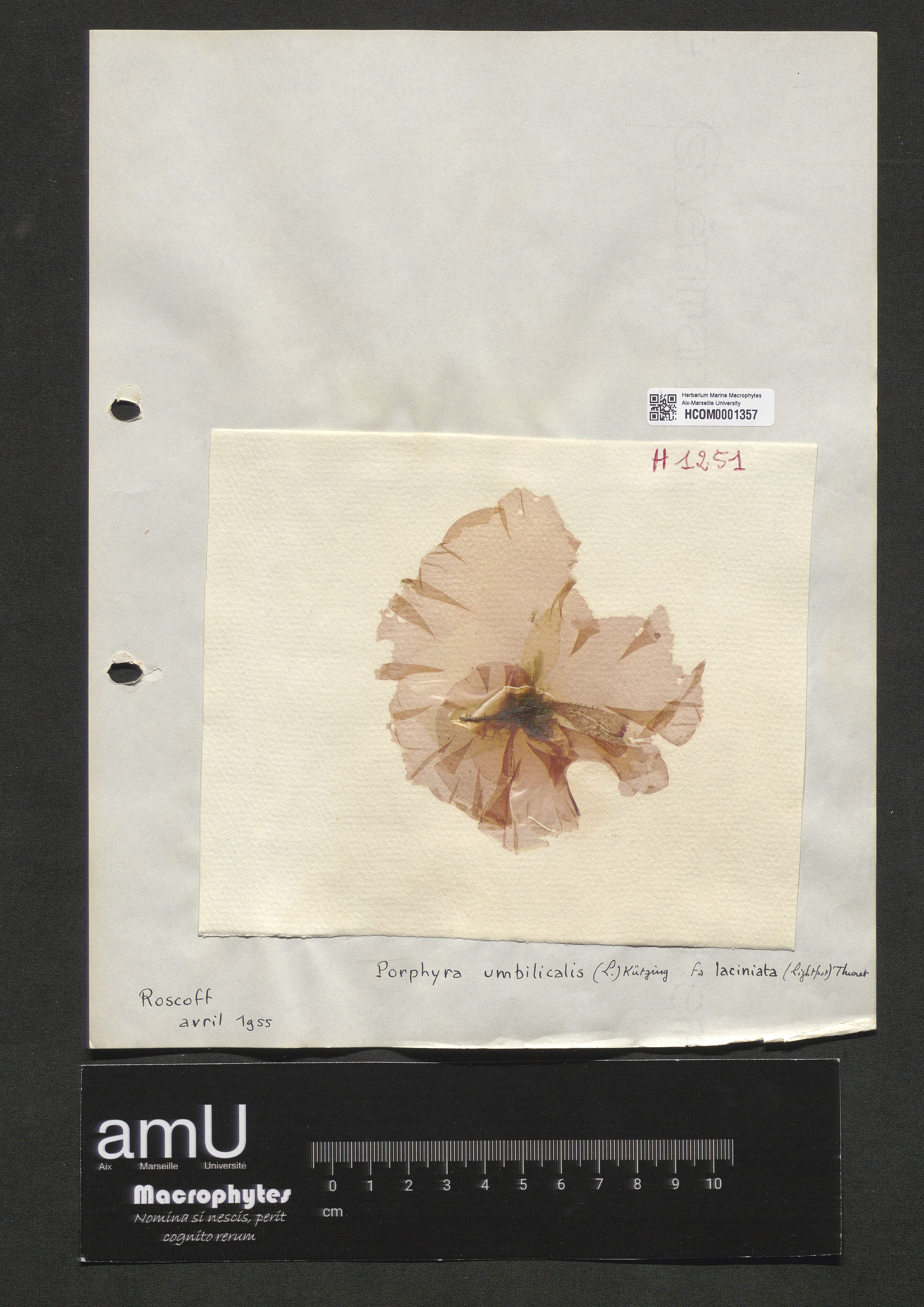 Porphyra umbilicalis f. laciniata    (Light) Thuret specimen
