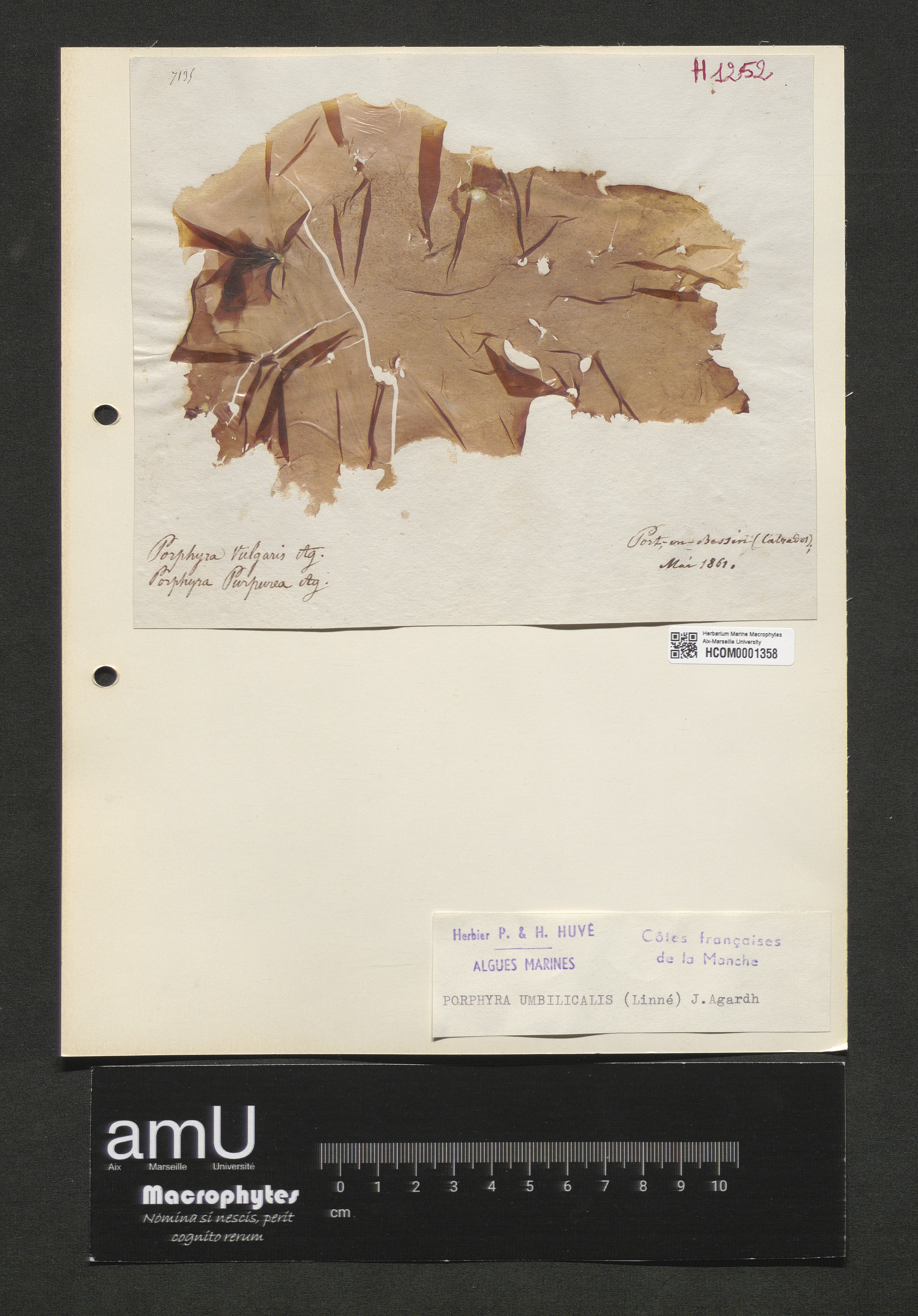 Porphyra umbilicalis specimen