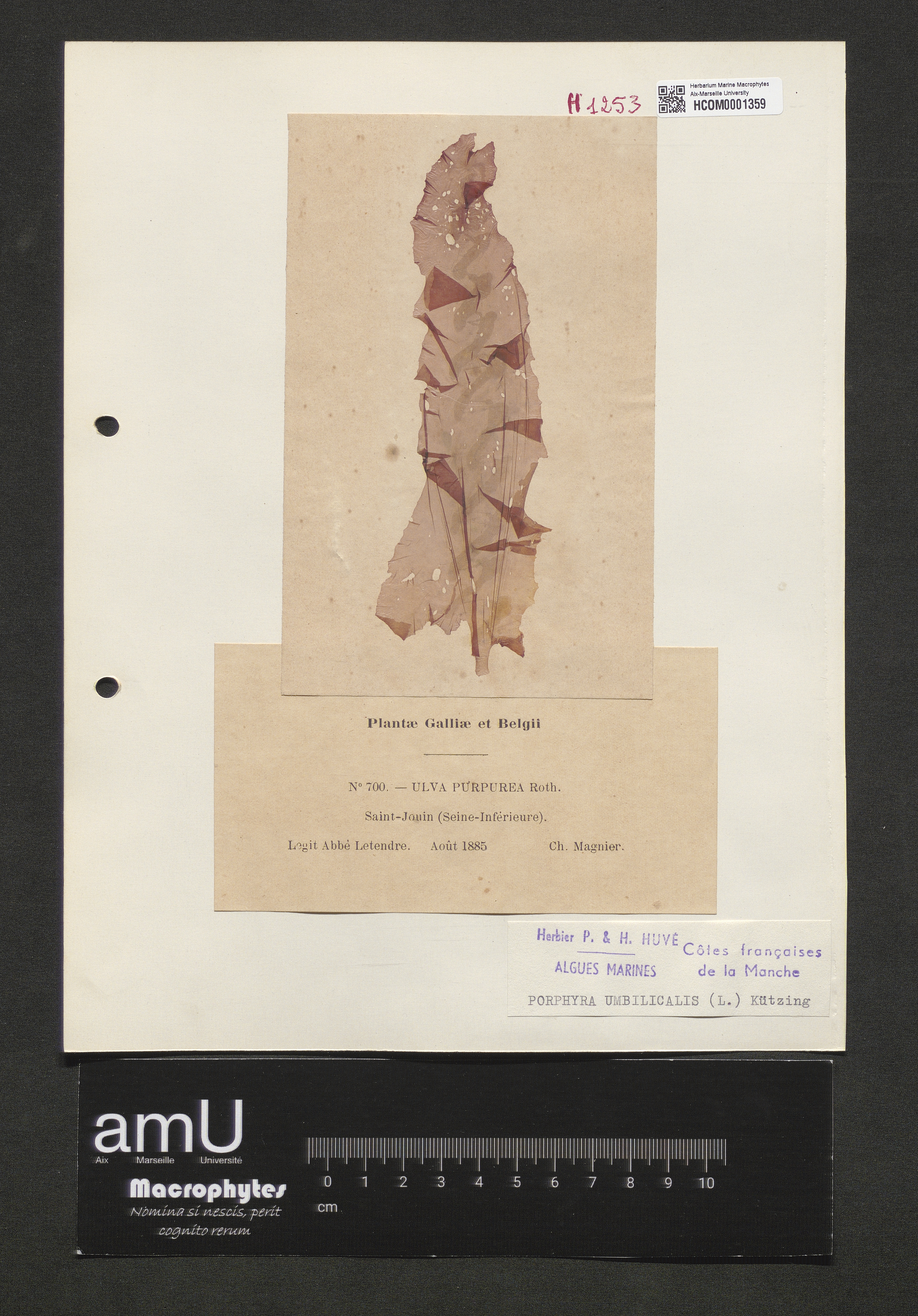 Porphyra umbilicalis specimen