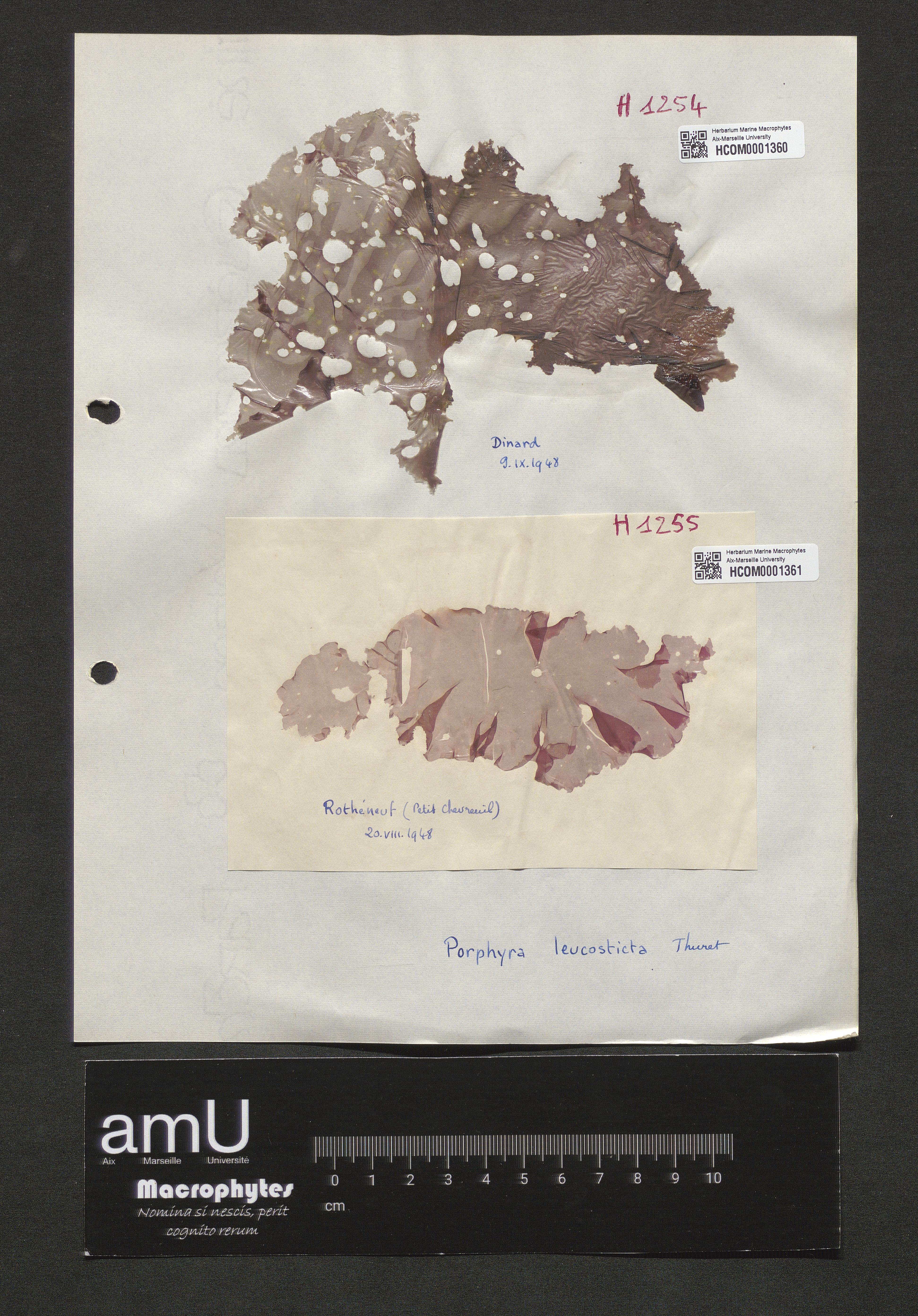 Porphyra leucosticta specimen