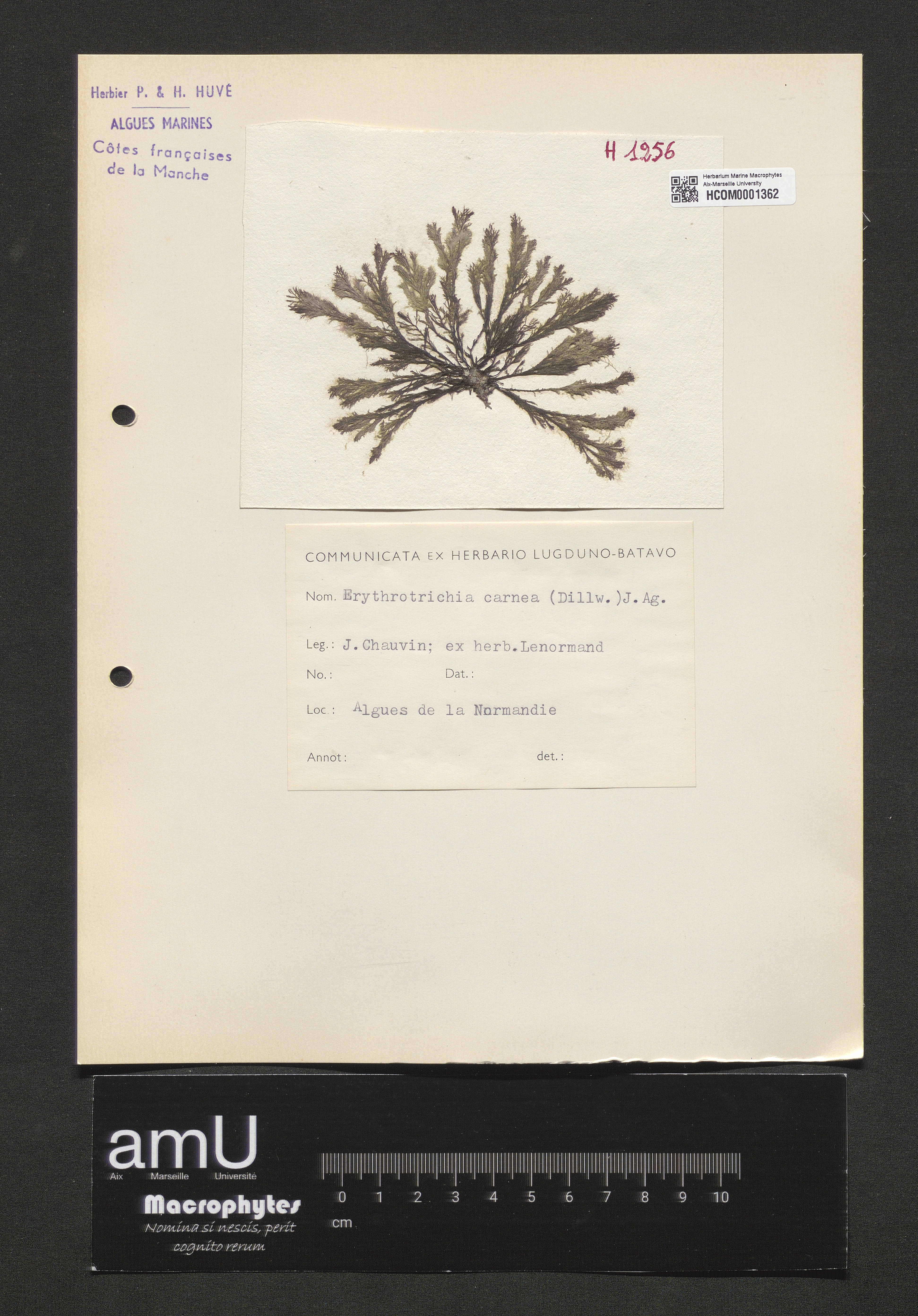 Erythrotrichia carnea specimen