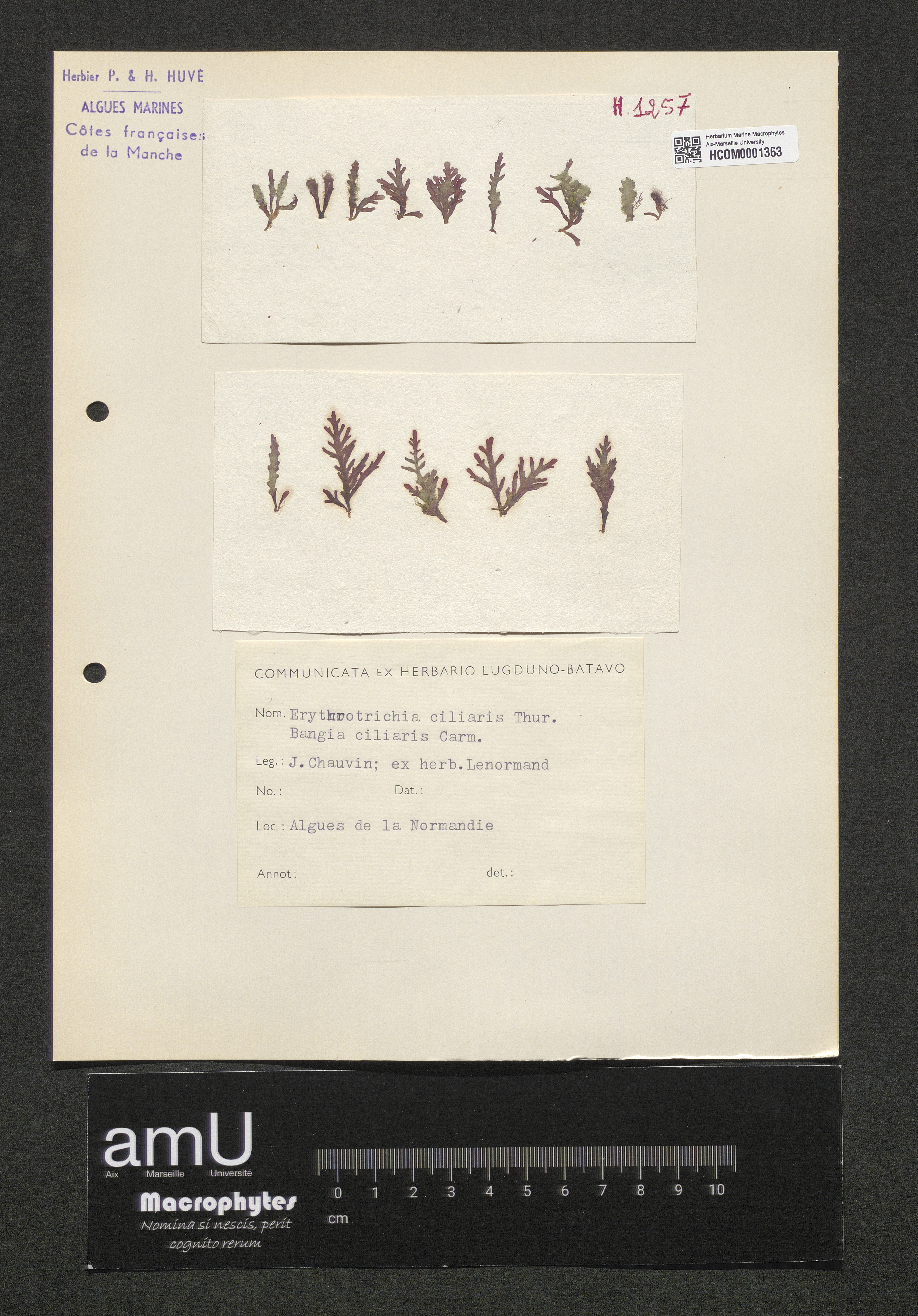Erythrotrichia ciliaris specimen