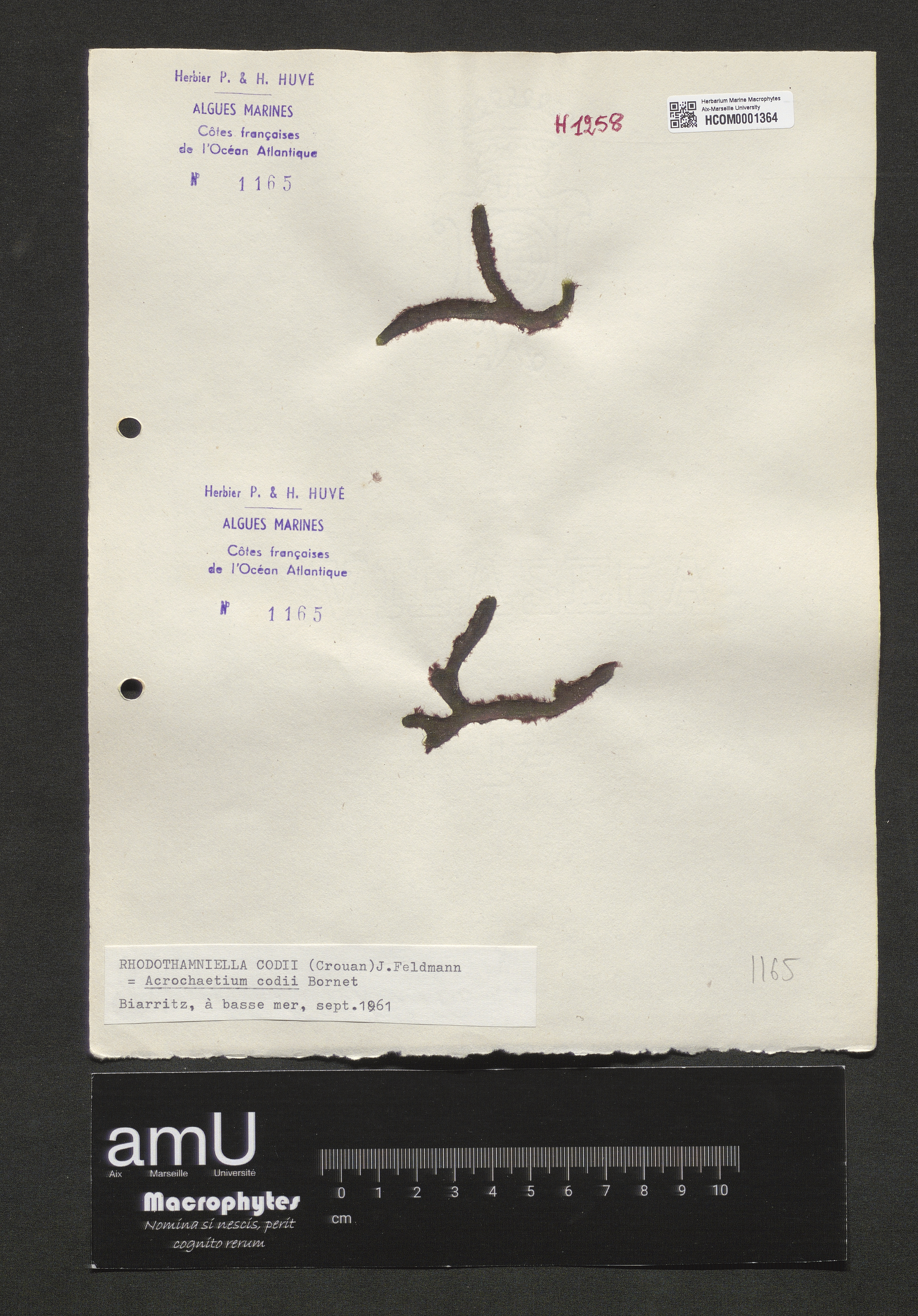 Rhodothamniella codii specimen