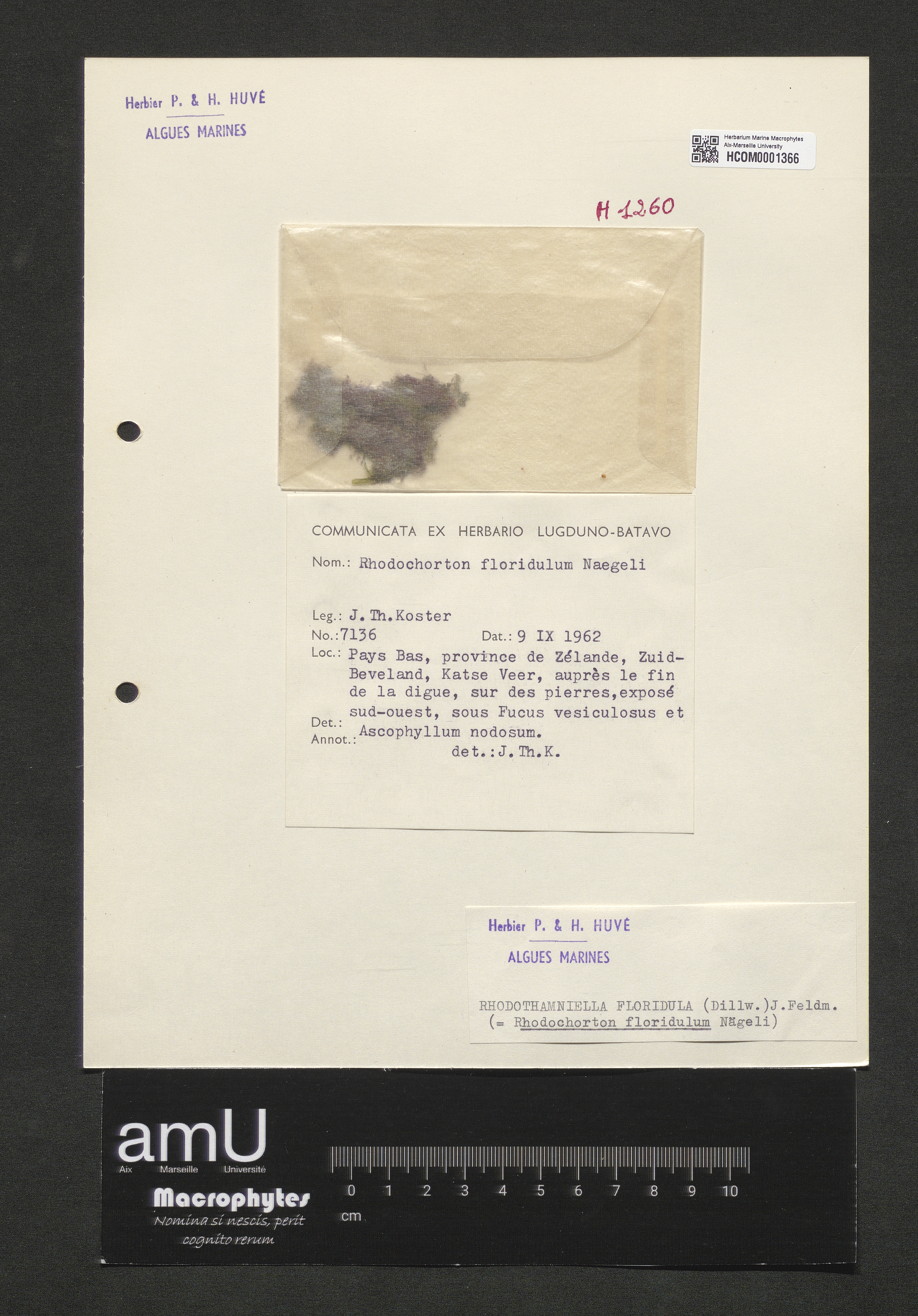 Rhodothamniella floridula specimen