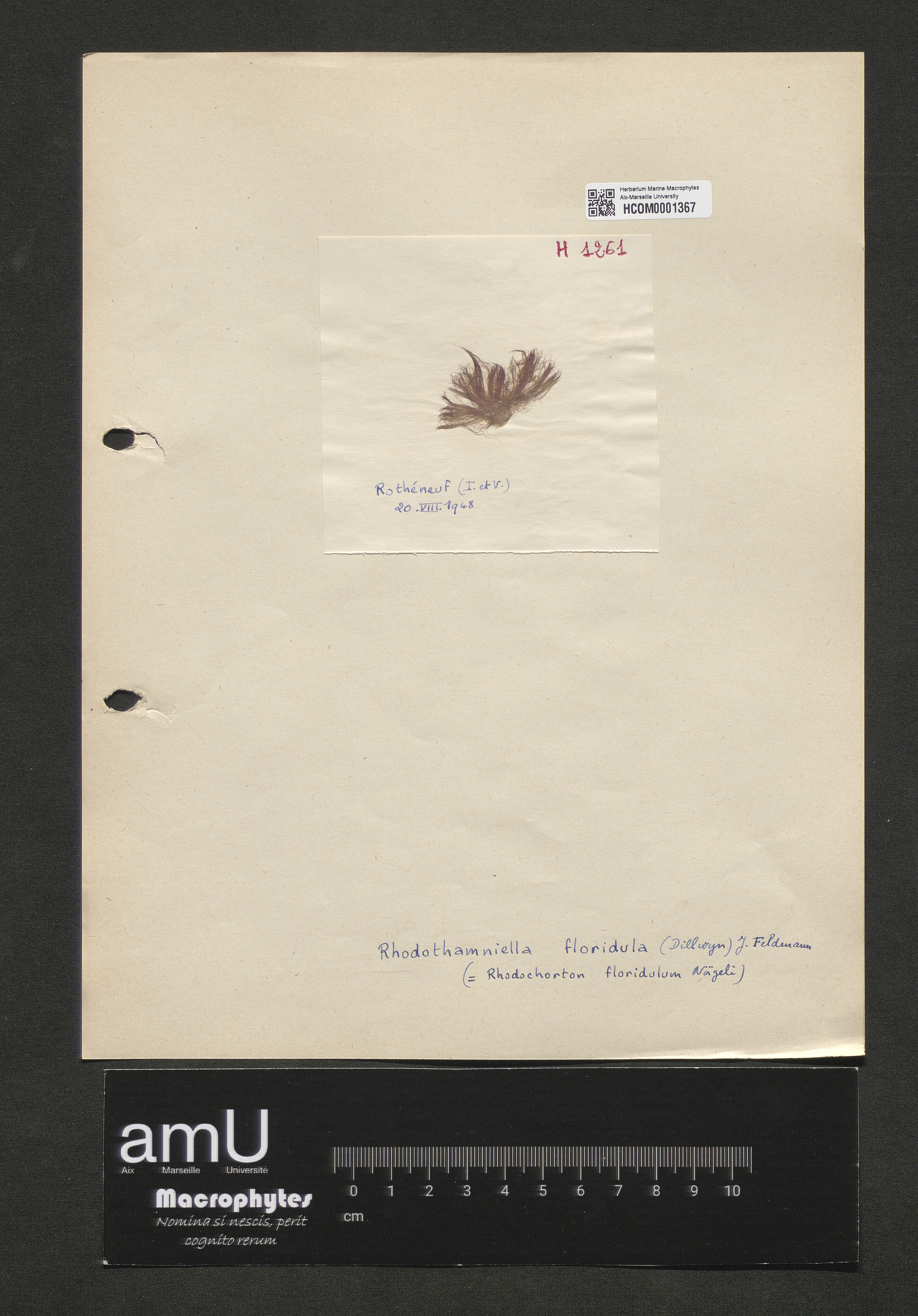 Rhodothamniella codii specimen