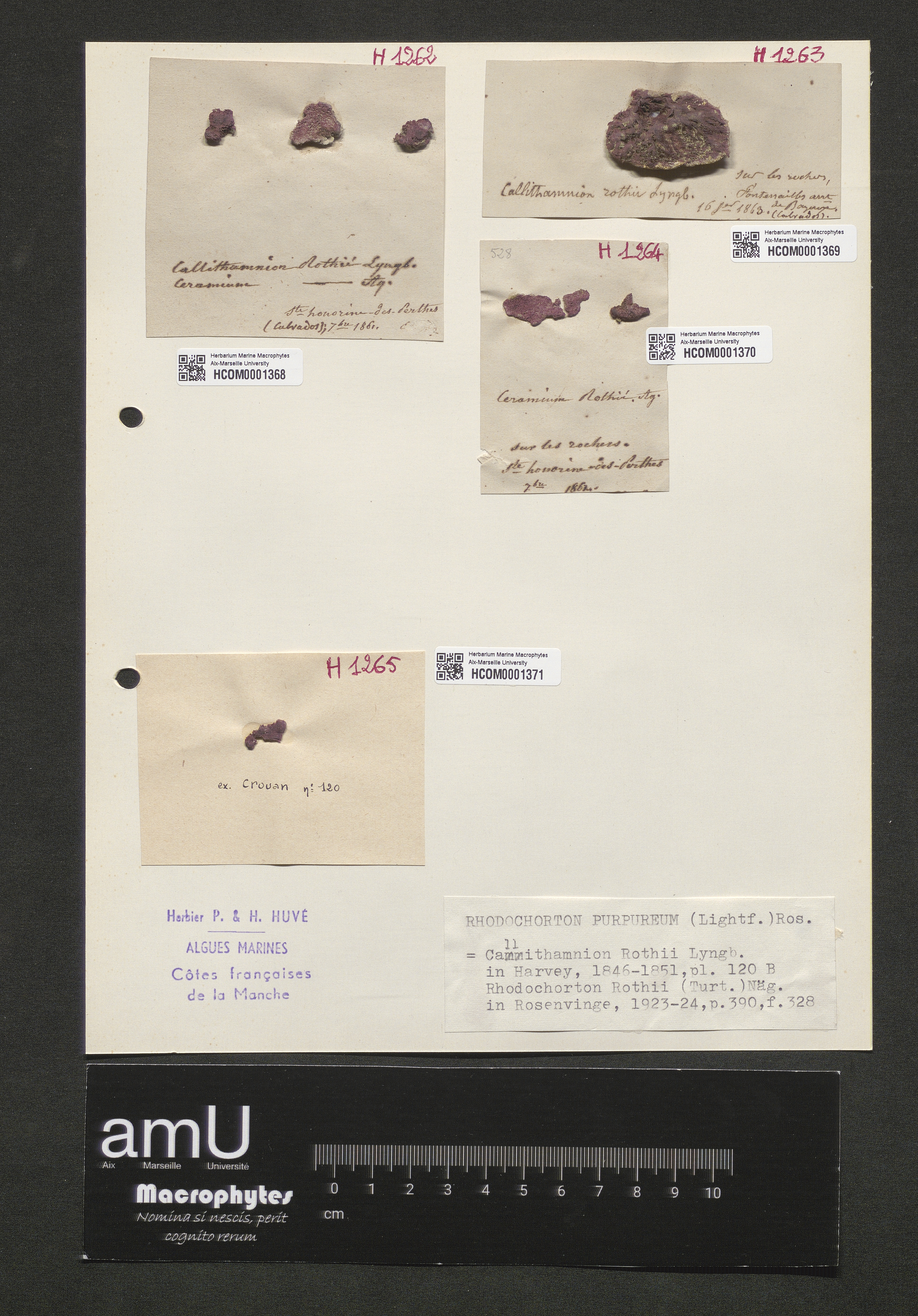 Rhodochorton purpureum specimen
