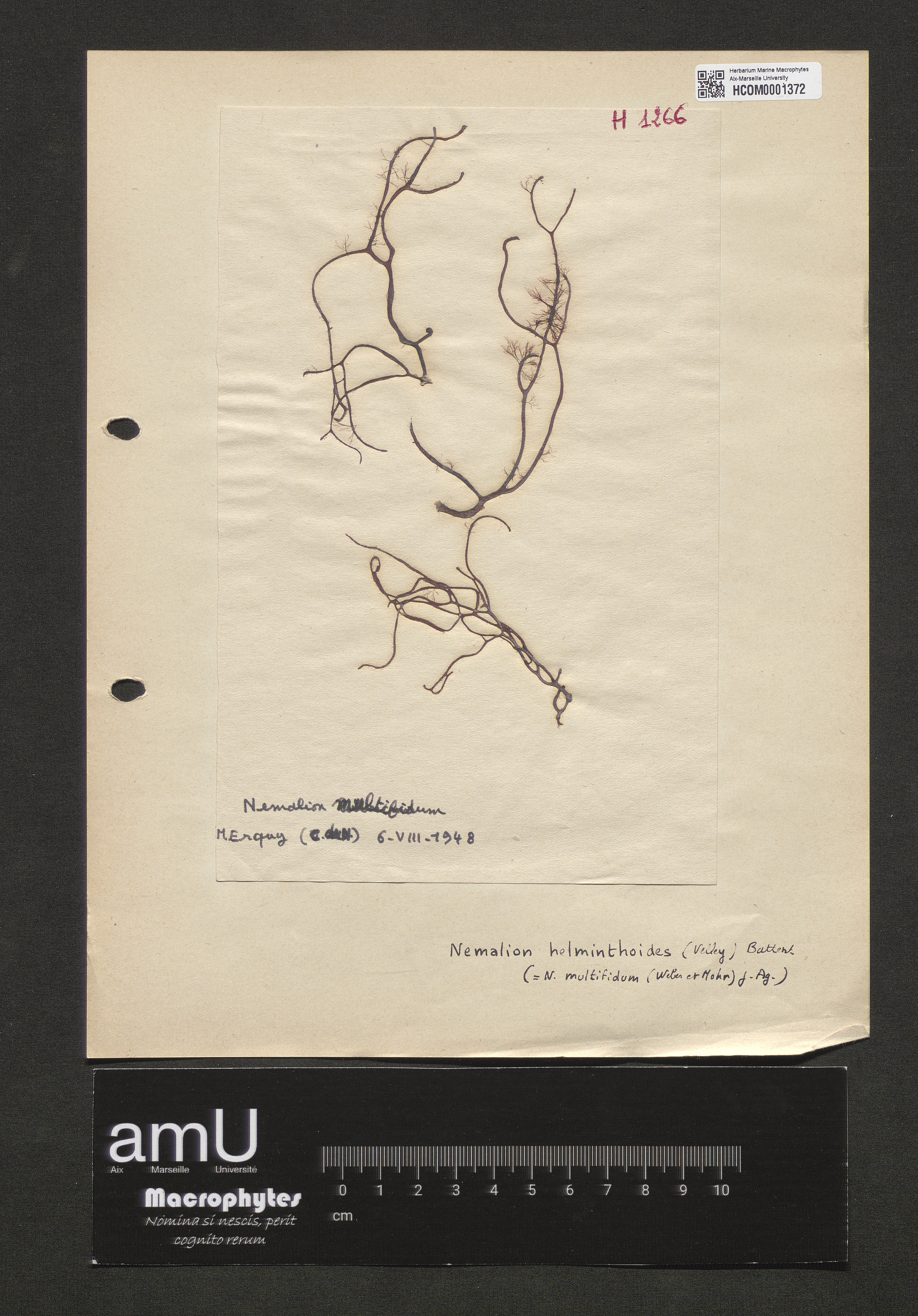 Nemalion helminthoides specimen