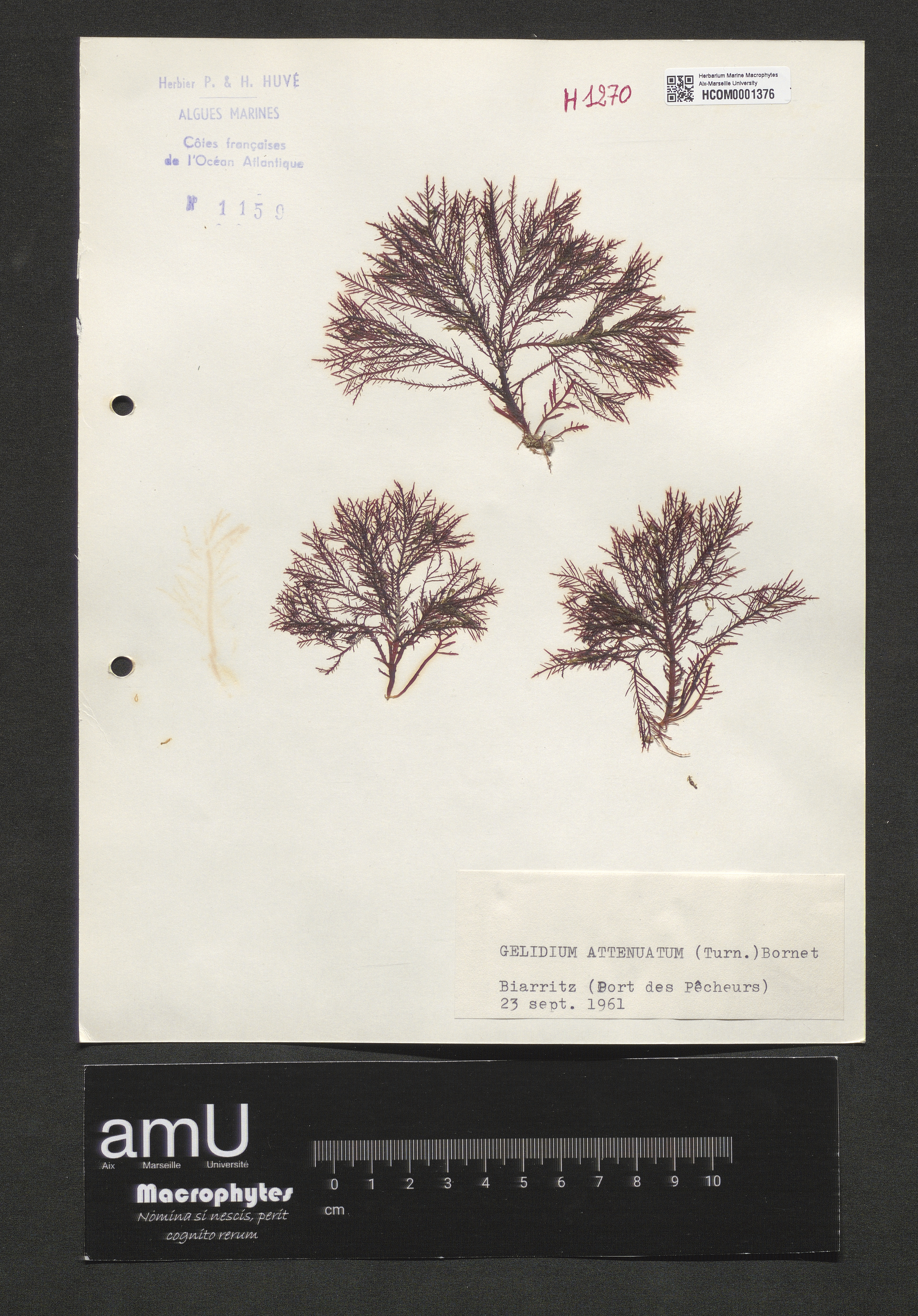 Gelidium attenuatum specimen