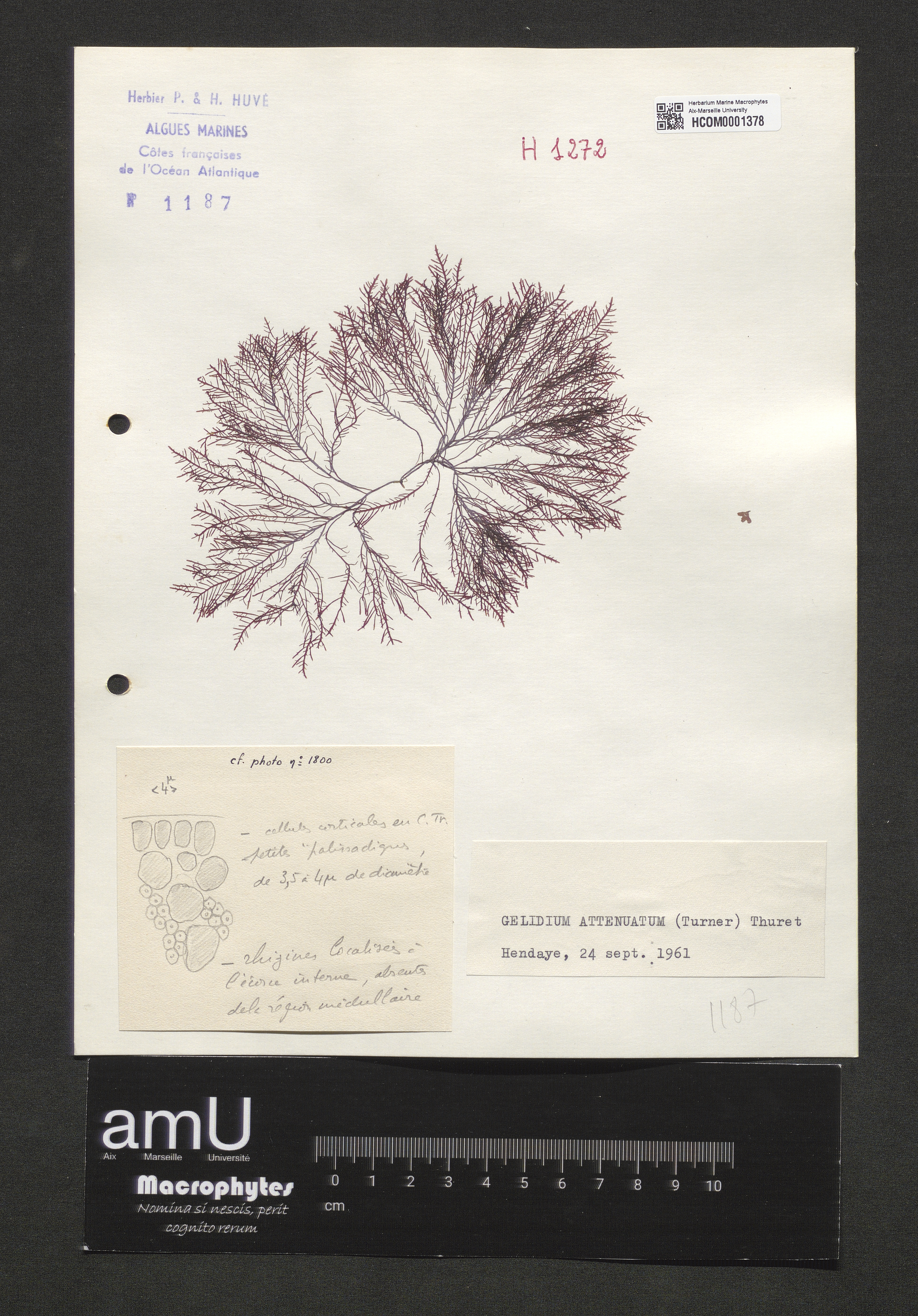 Gelidium attenuatum specimen