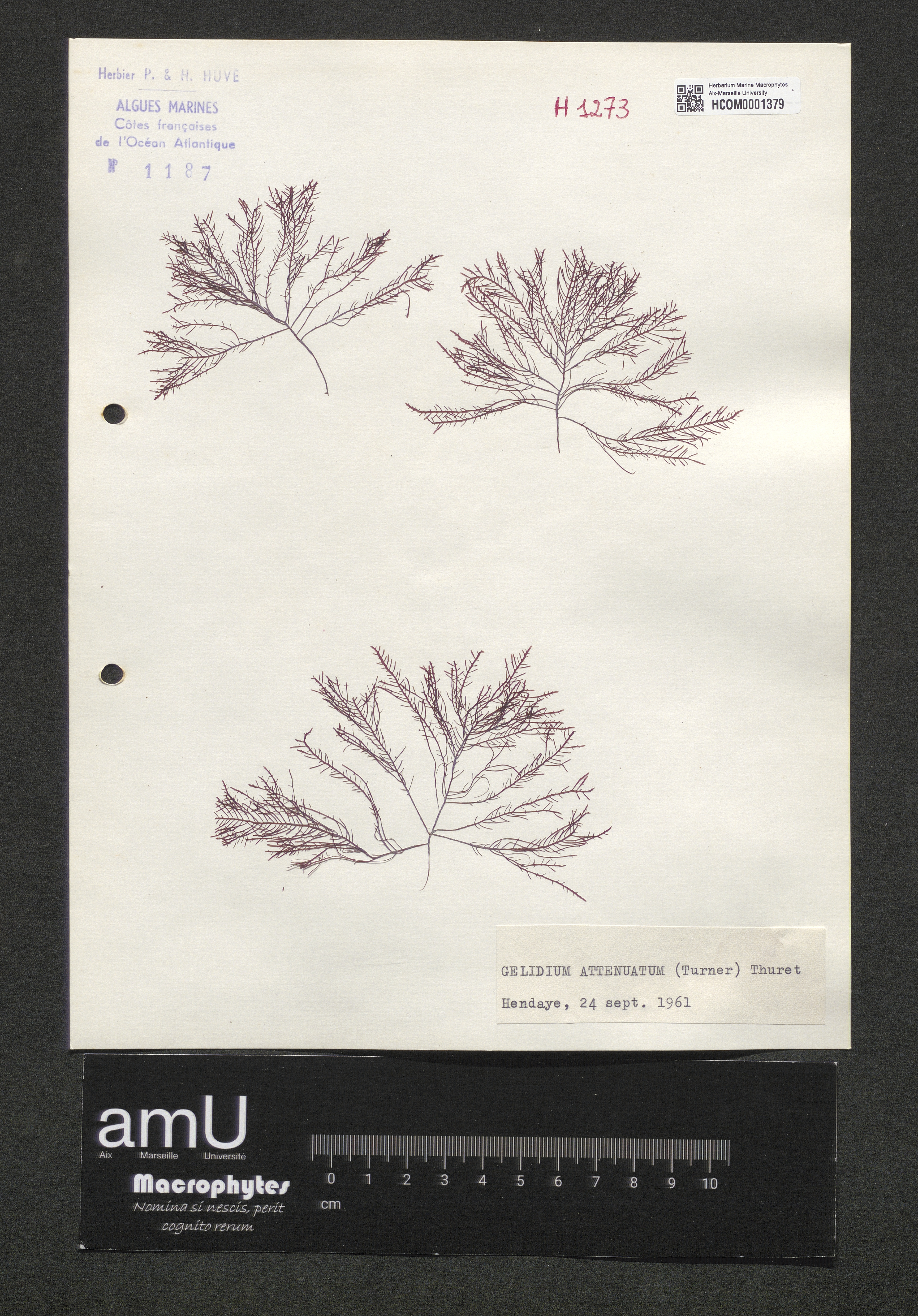 Gelidium attenuatum specimen