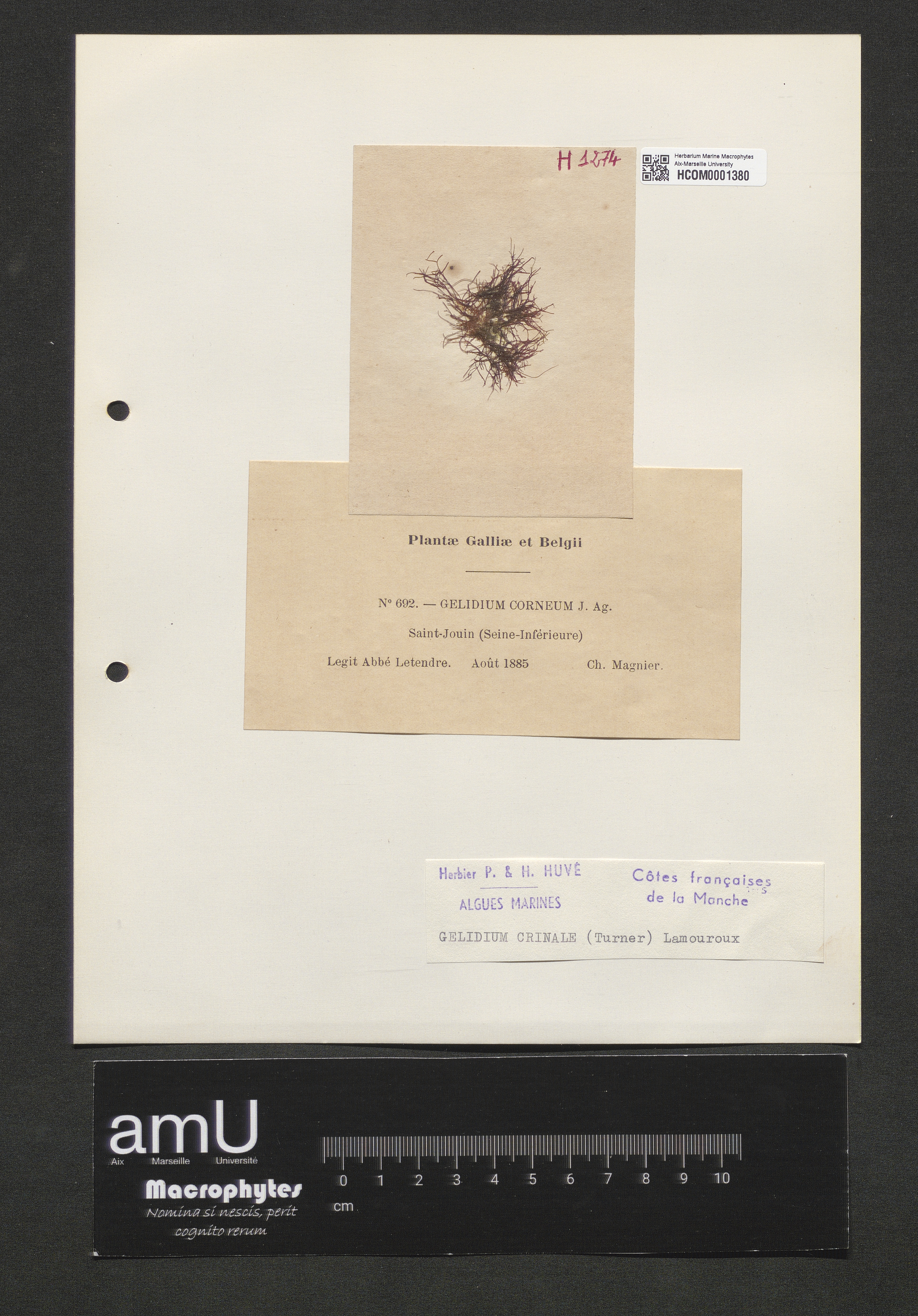 Gelidium crinale specimen