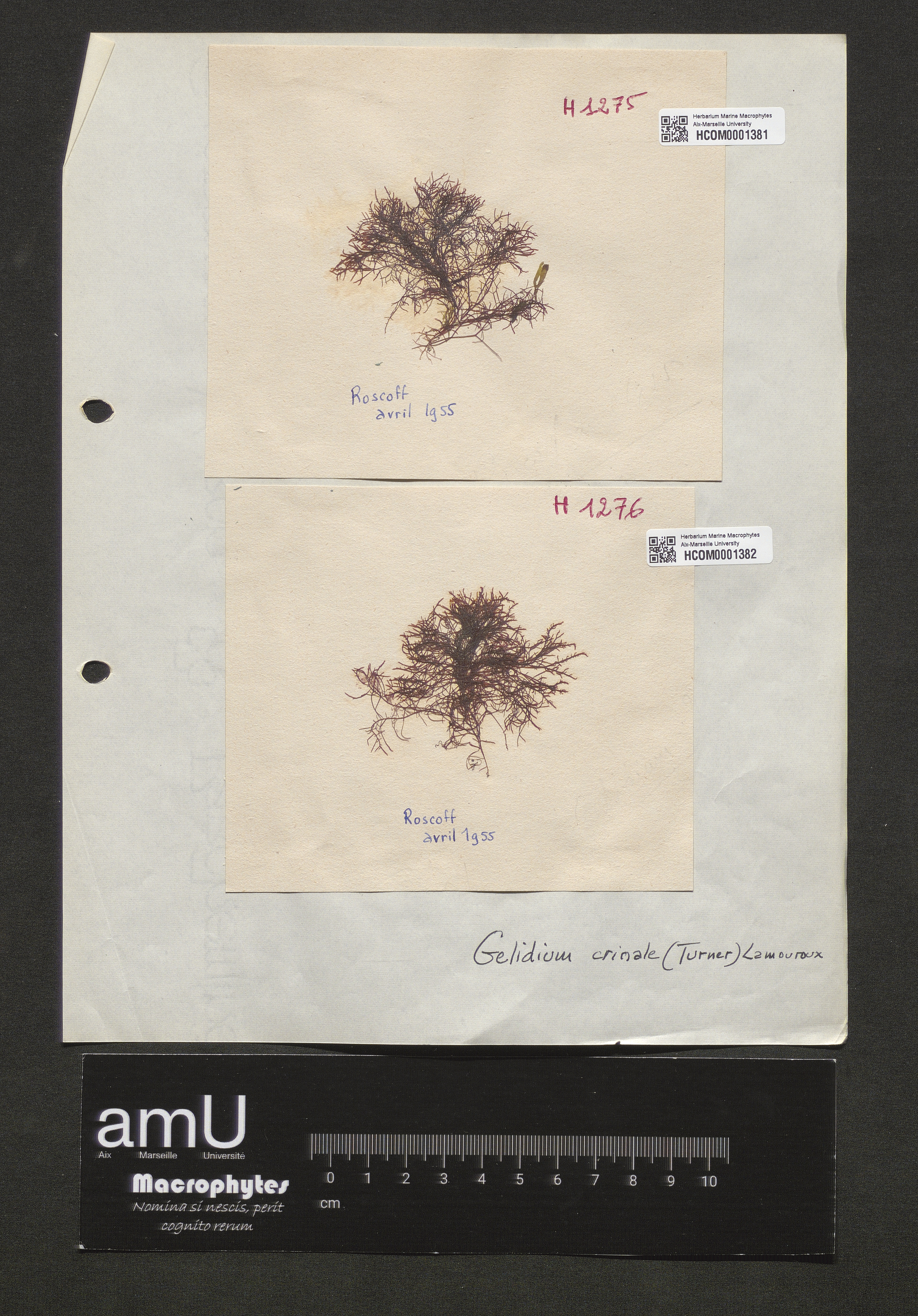 Gelidium crinale specimen