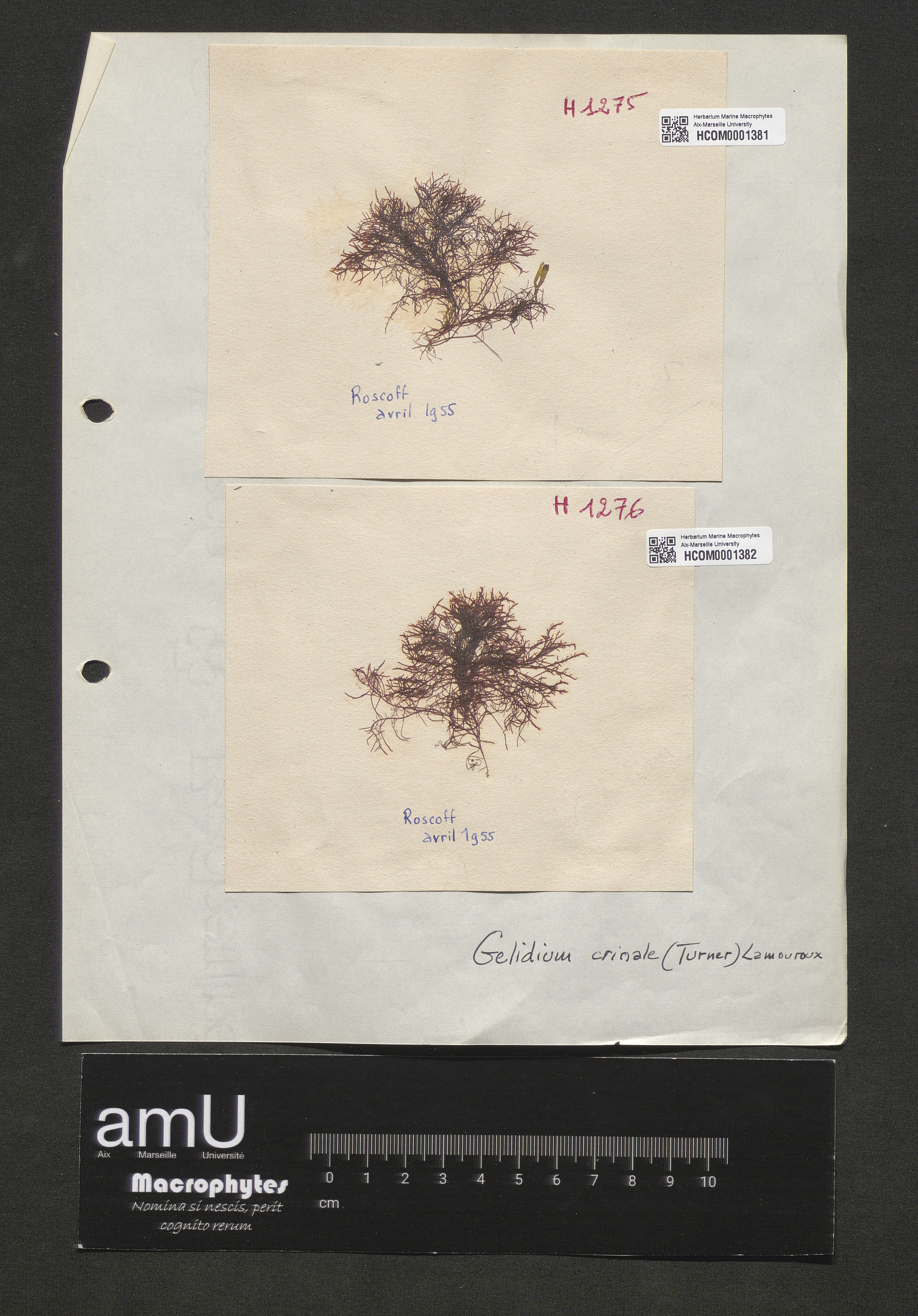 Gelidium crinale specimen