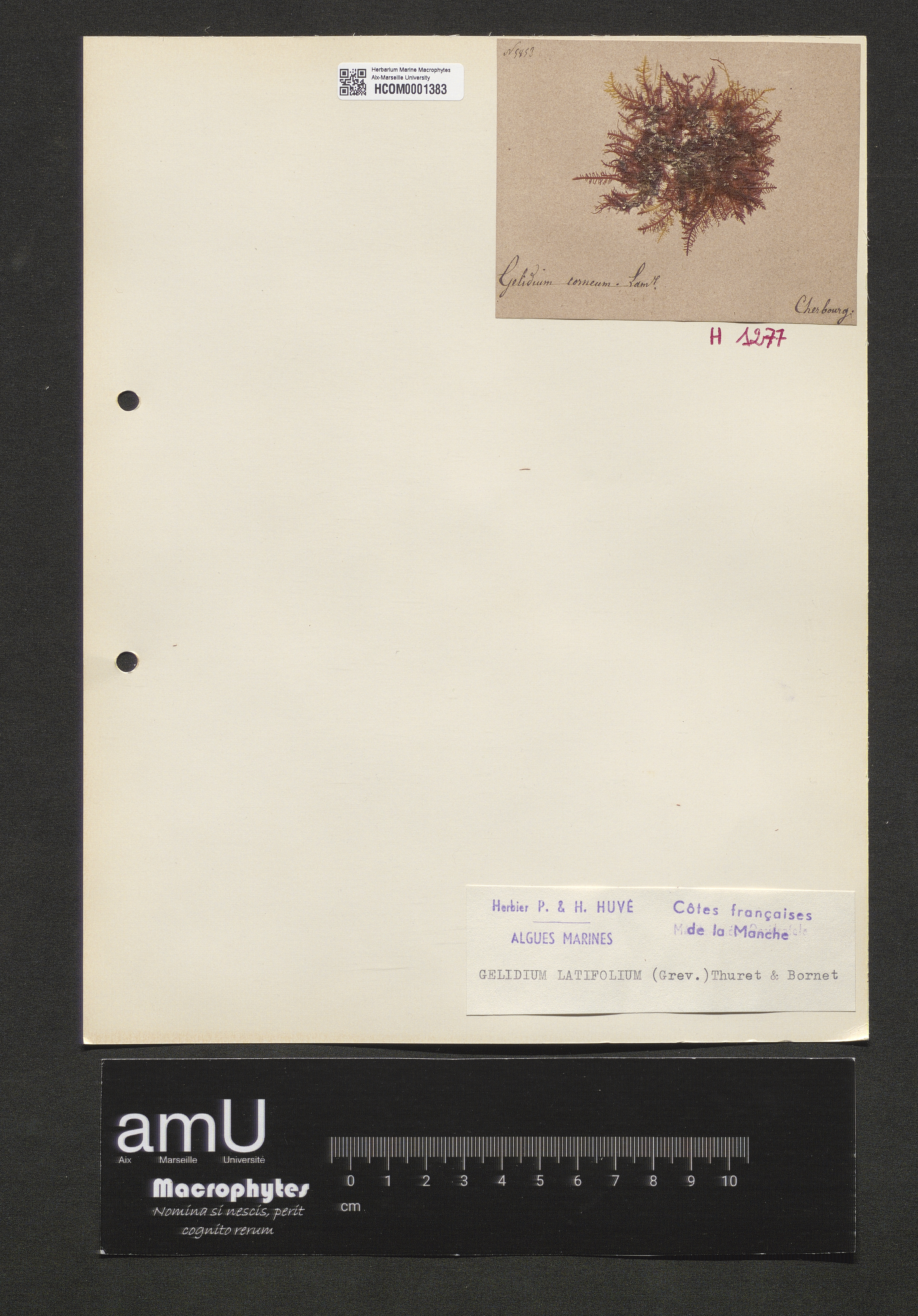 Gelidium latifolium specimen