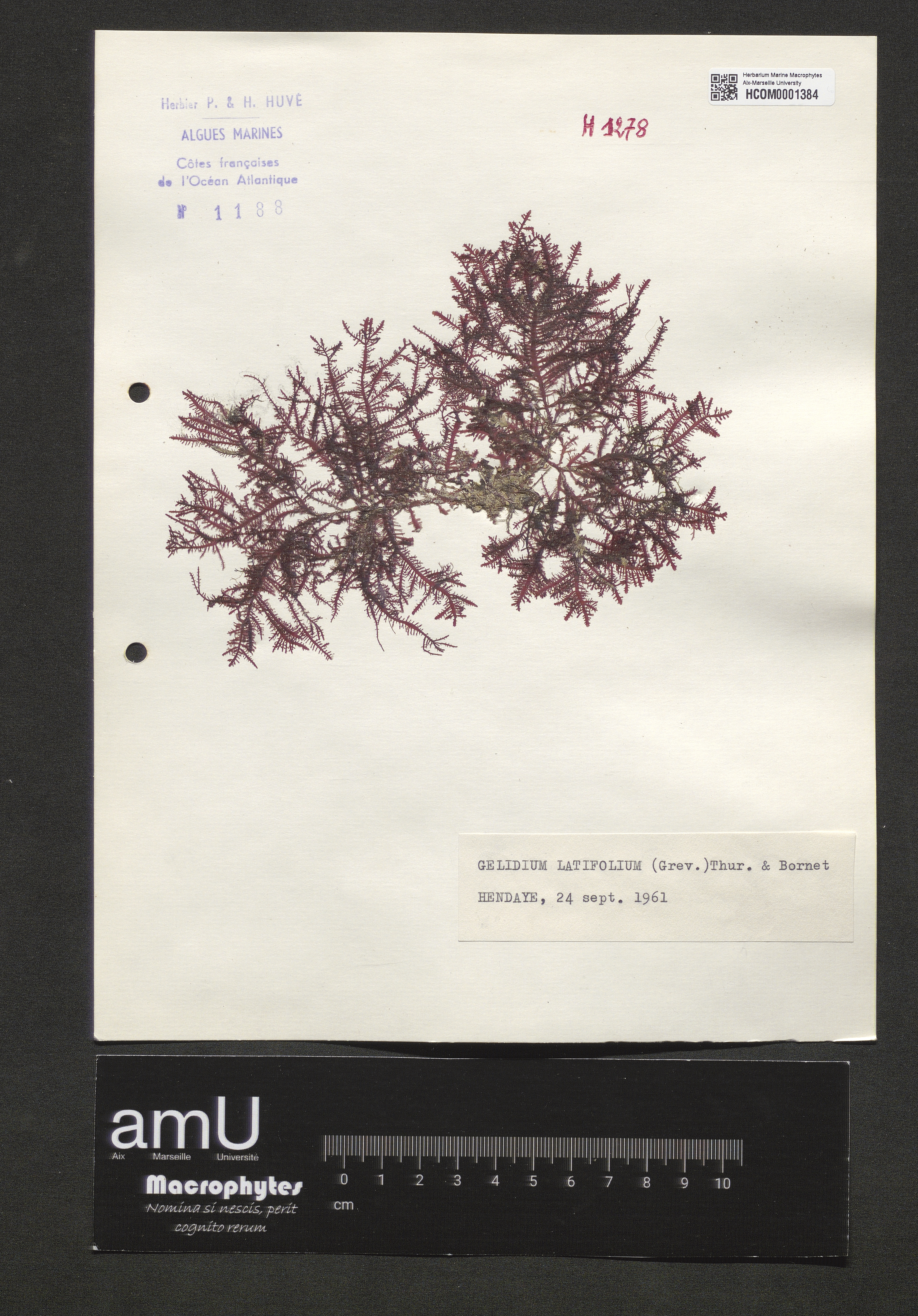 Gelidium latifolium specimen