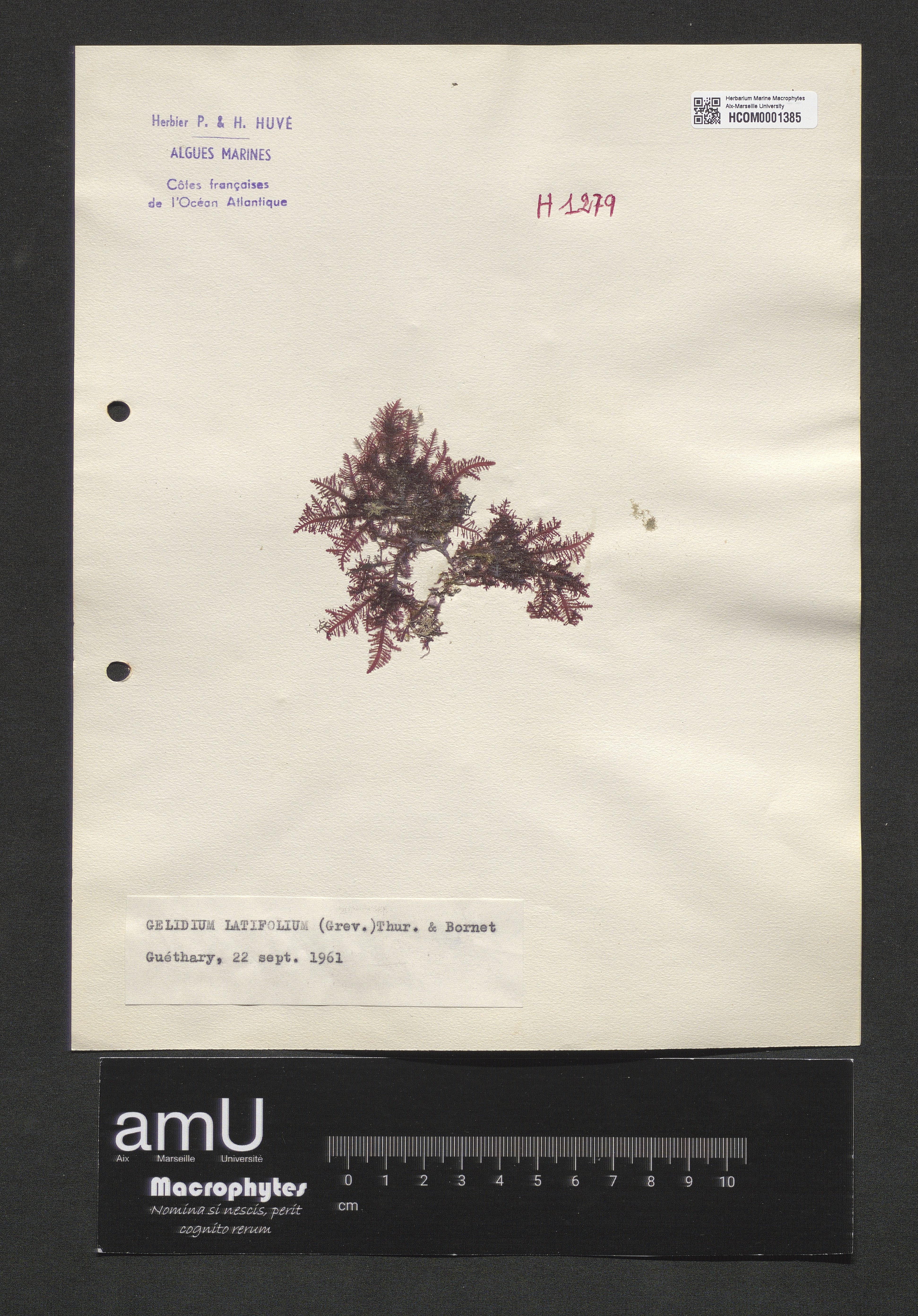 Gelidium latifolium specimen