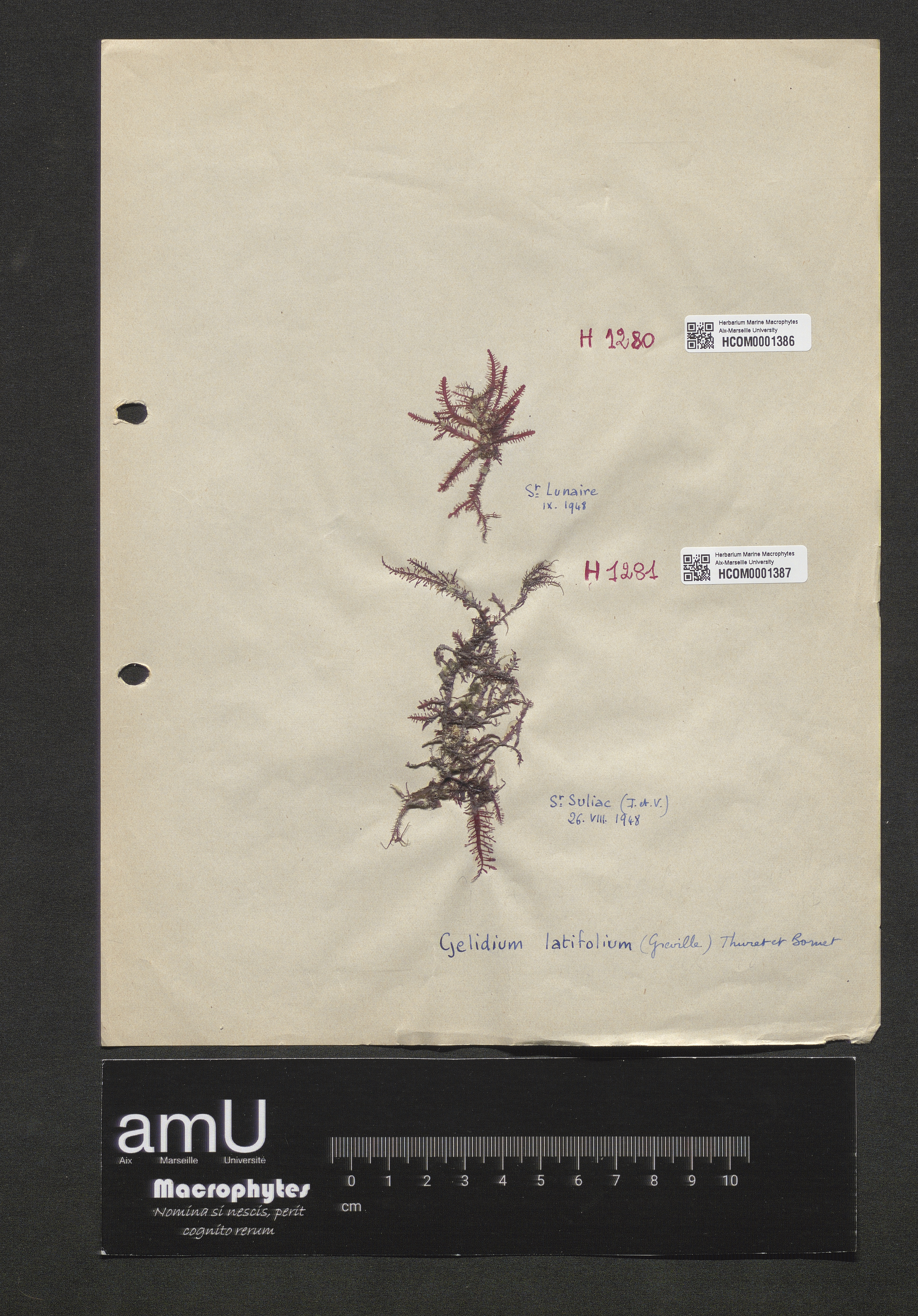 Gelidium latifolium specimen