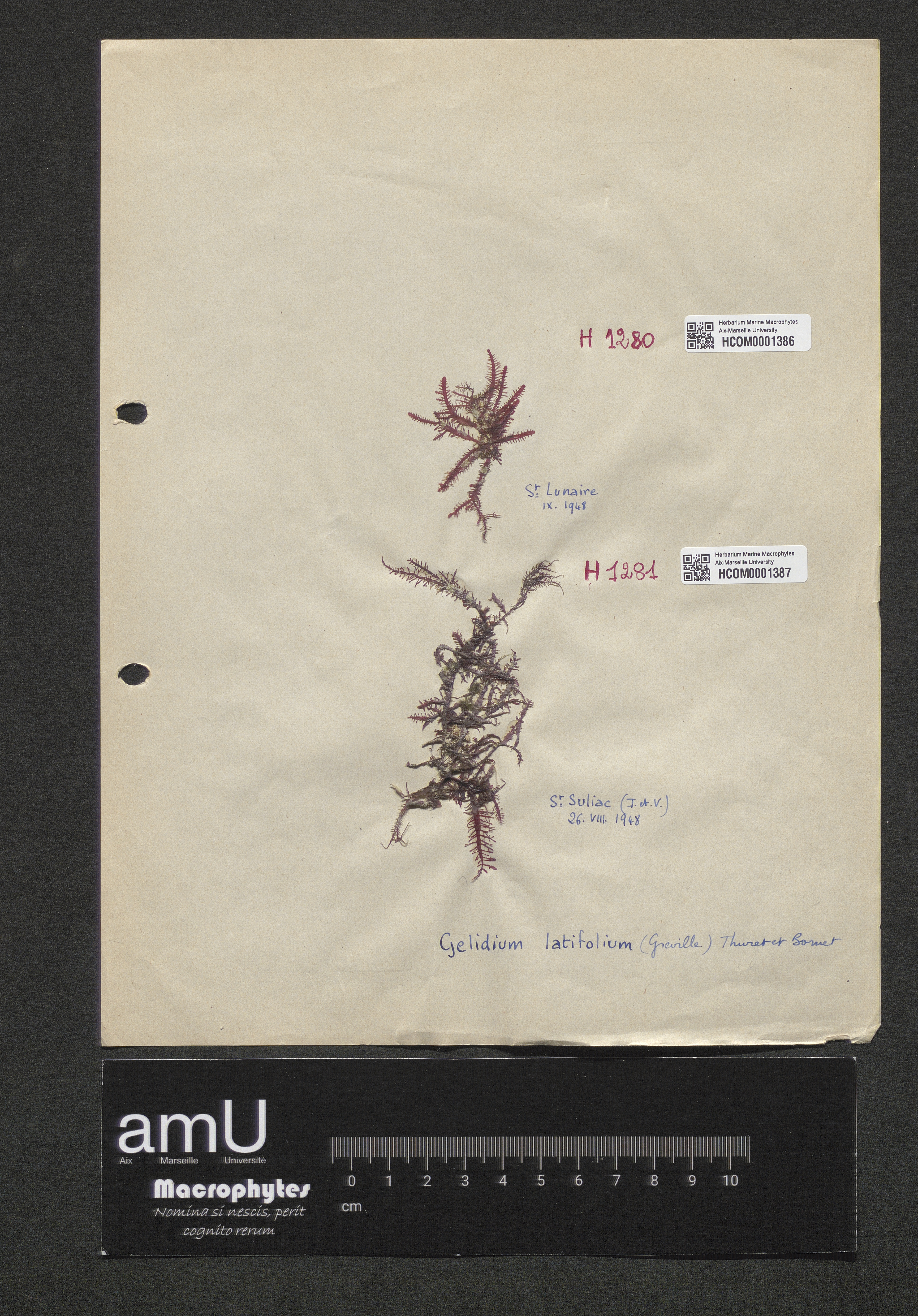 Gelidium latifolium specimen