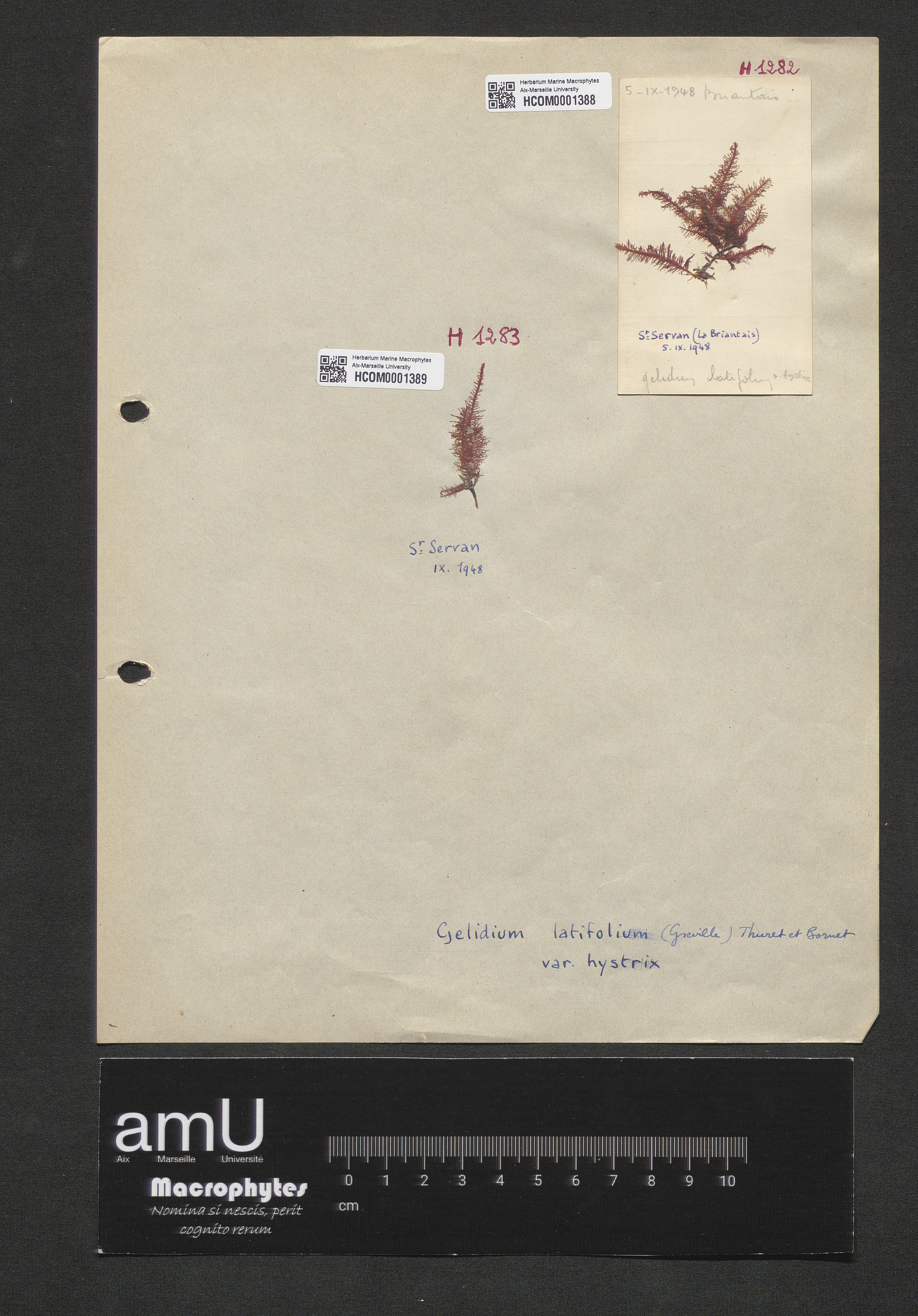 Gelidium latifolium var. hystrix specimen