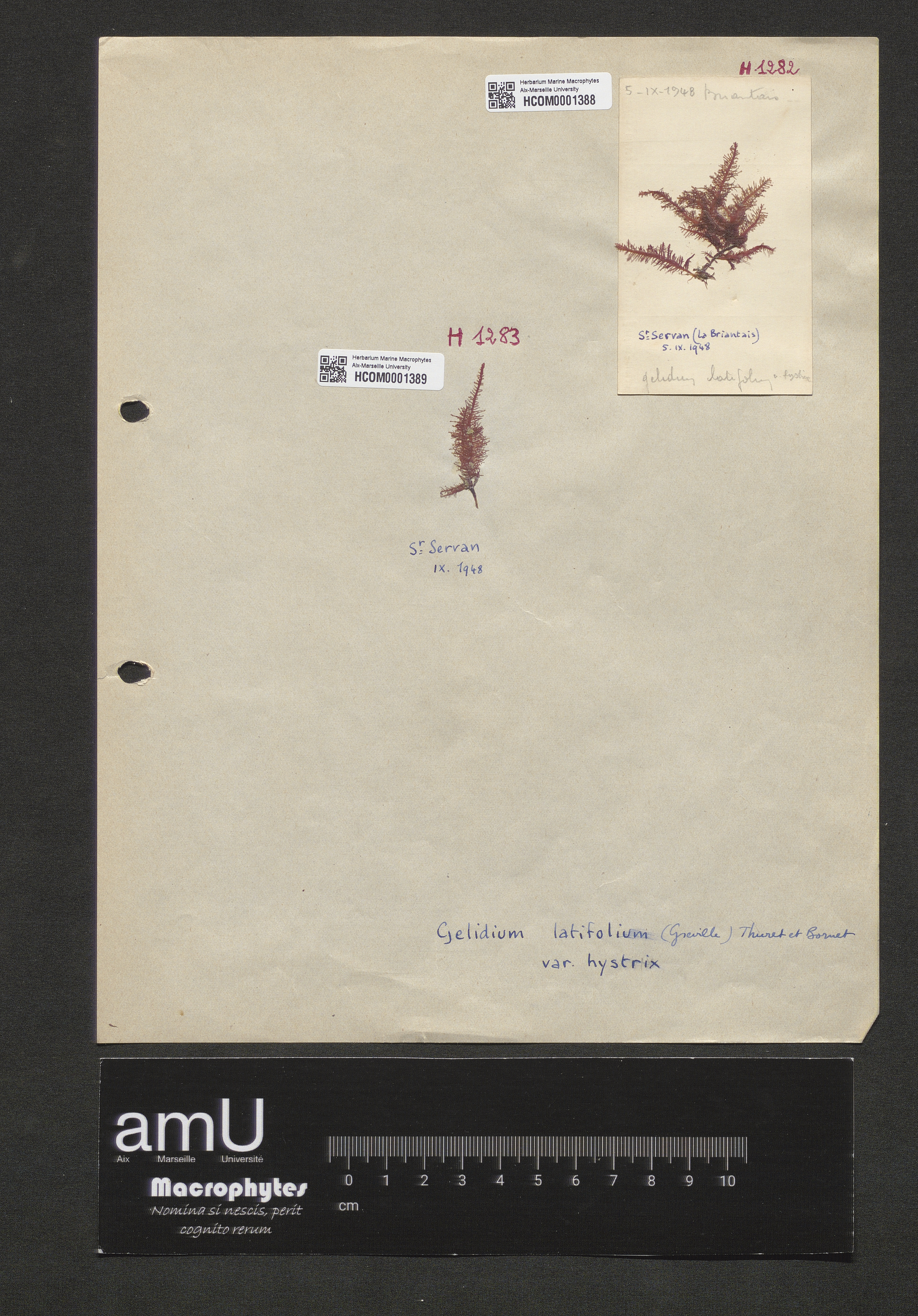 Gelidium latifolium var. hystrix specimen