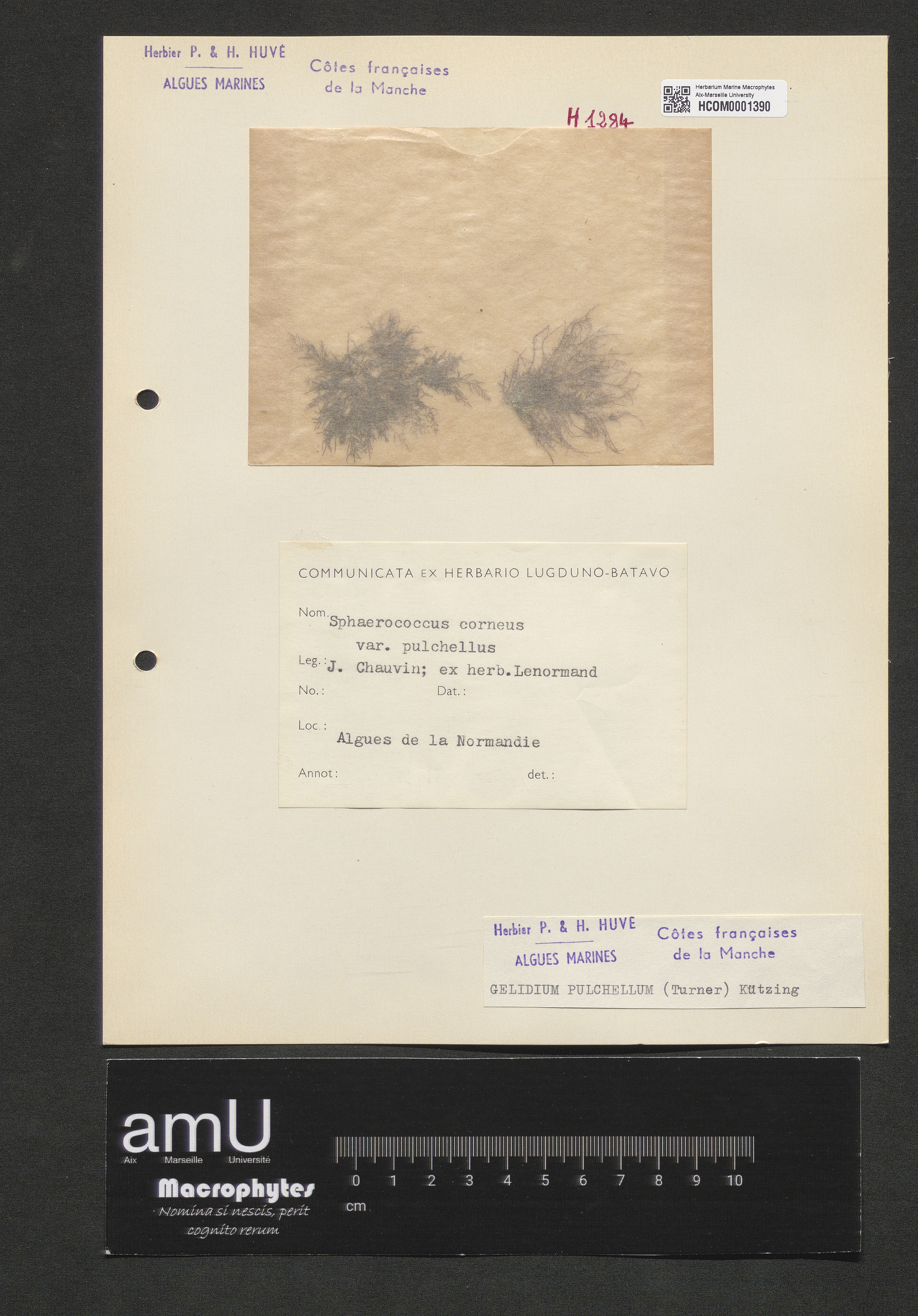 Gelidium pulchellum specimen