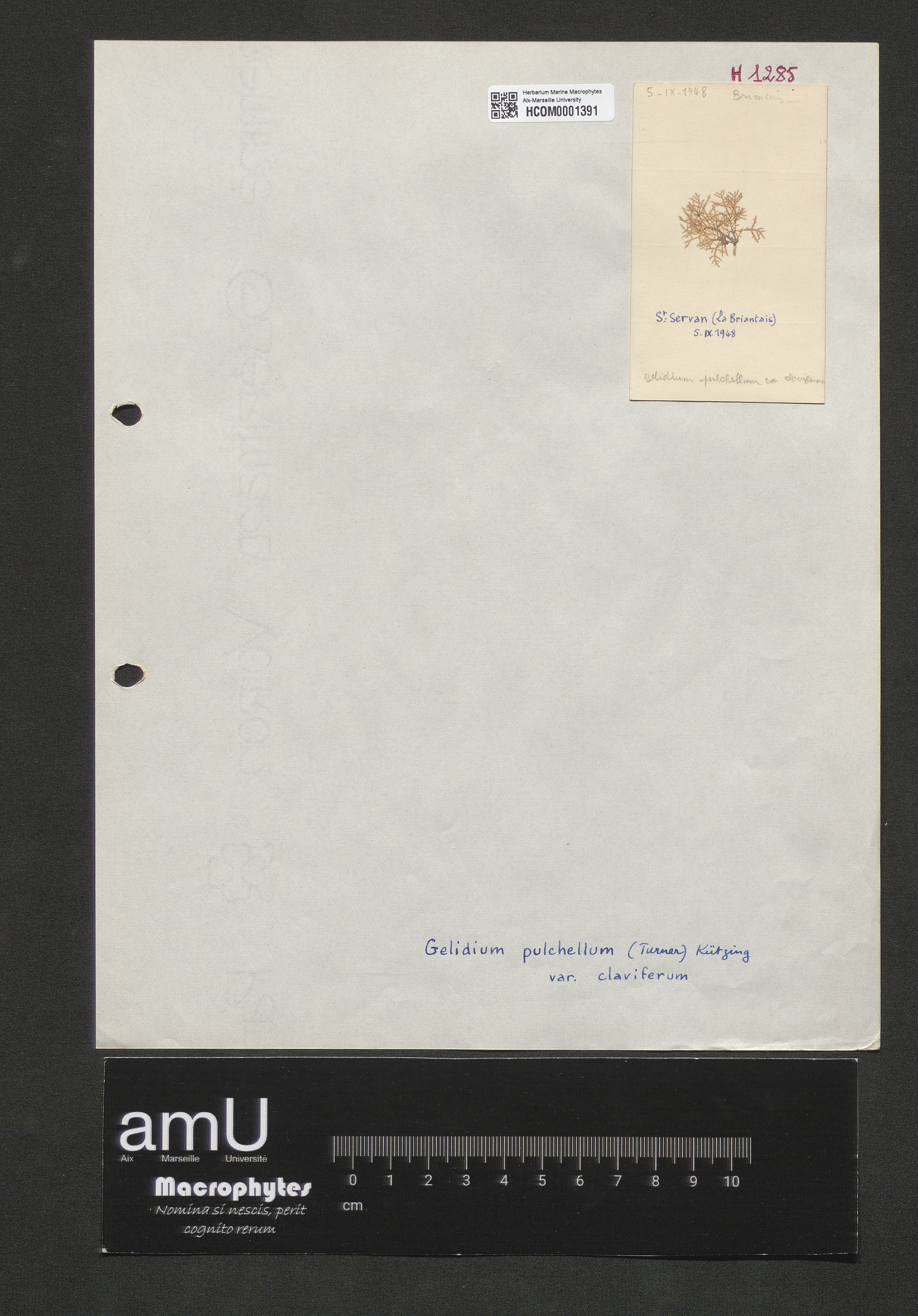 Gelidium pulchellum var. claviferum specimen