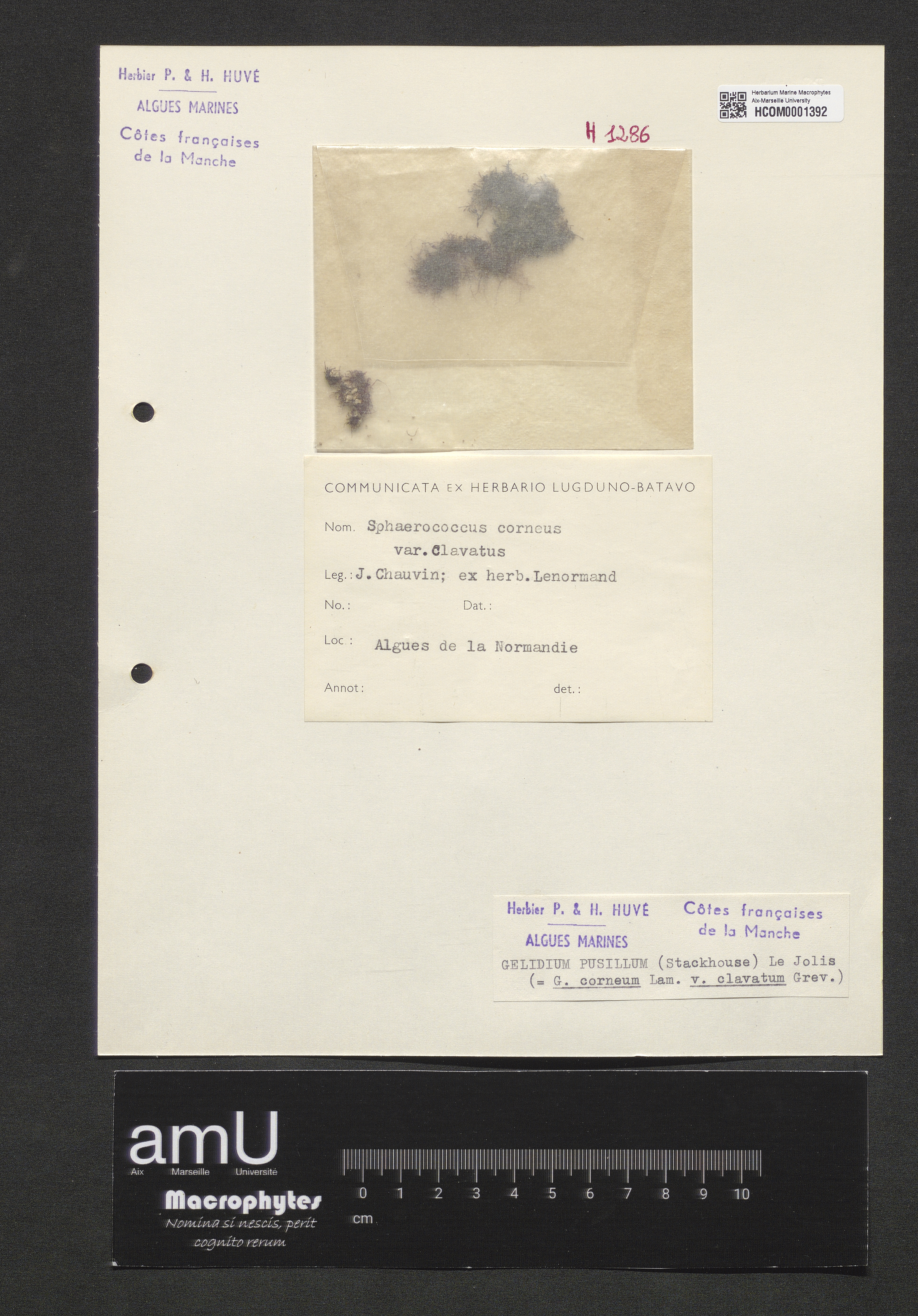 Gelidium pusillum specimen