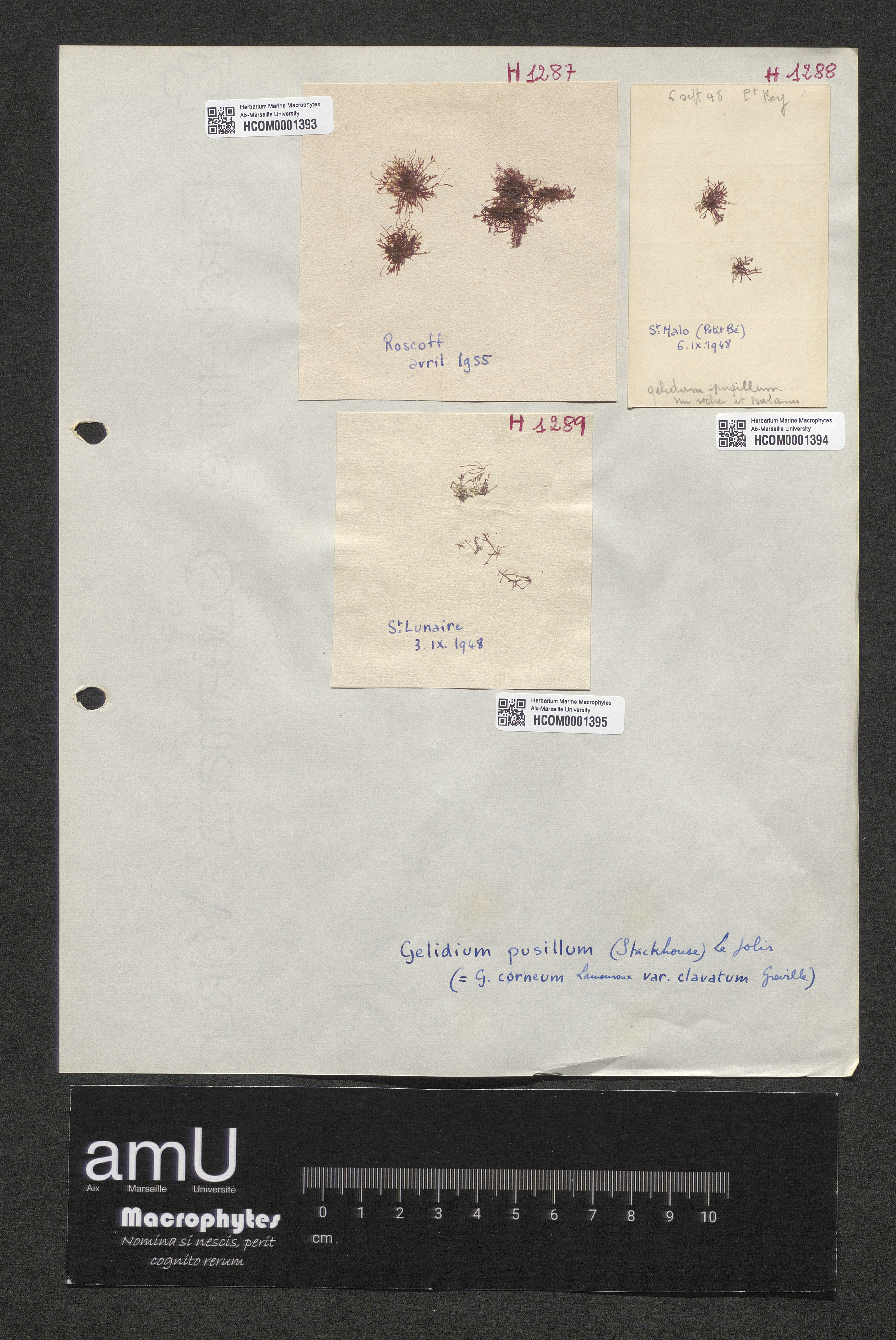 Gelidium pusillum specimen