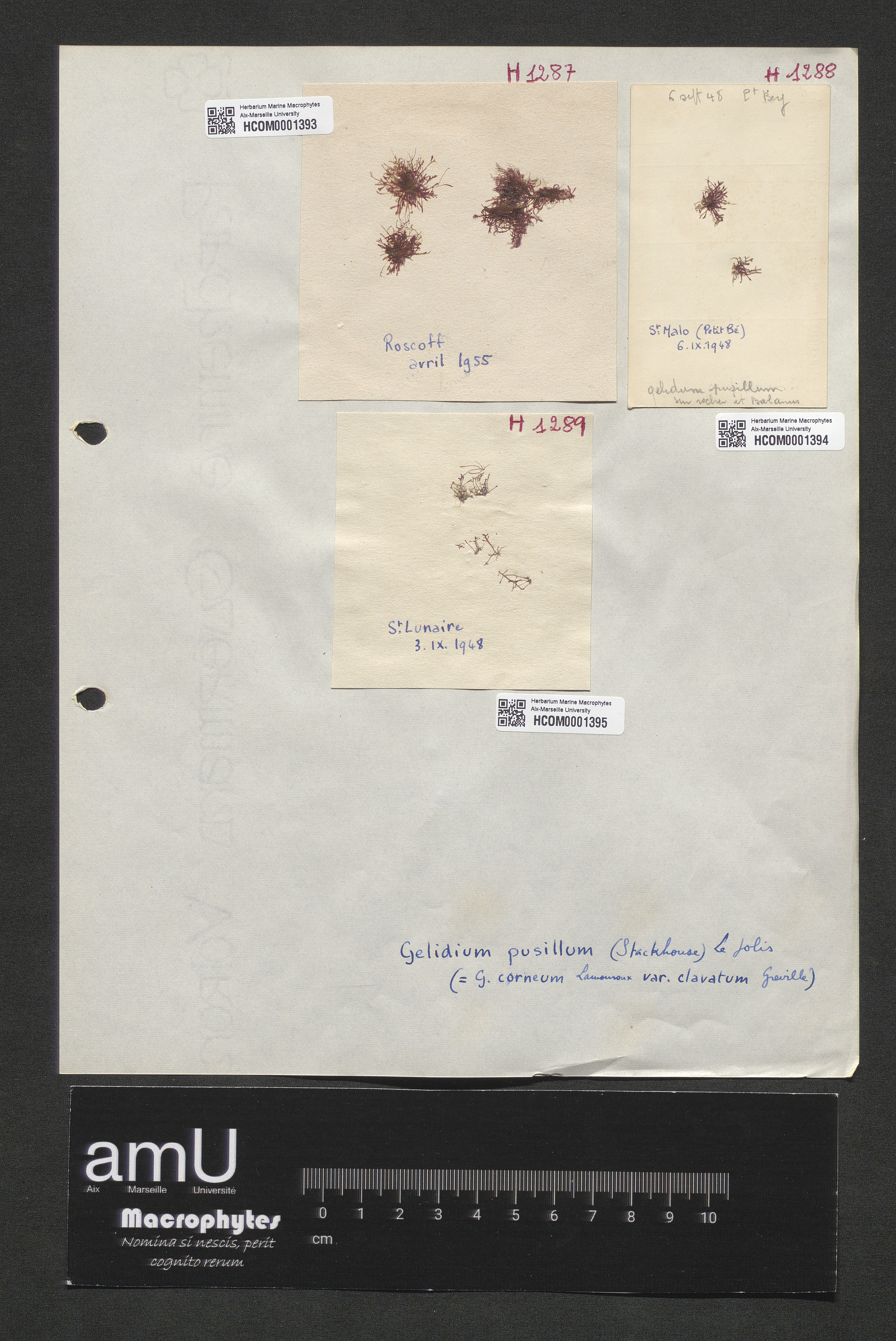 Gelidium pusillum specimen