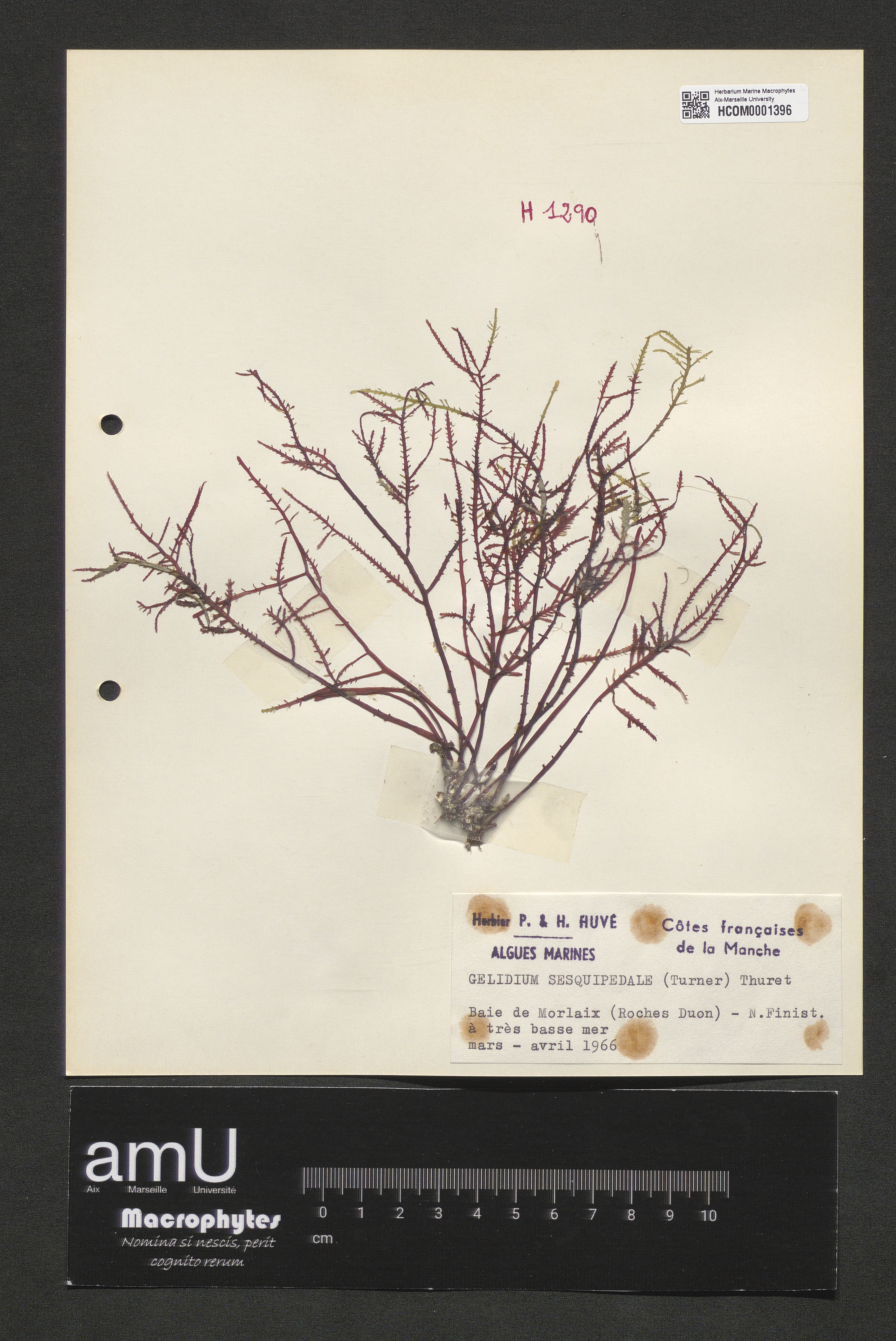 Gelidium sesquipedale specimen