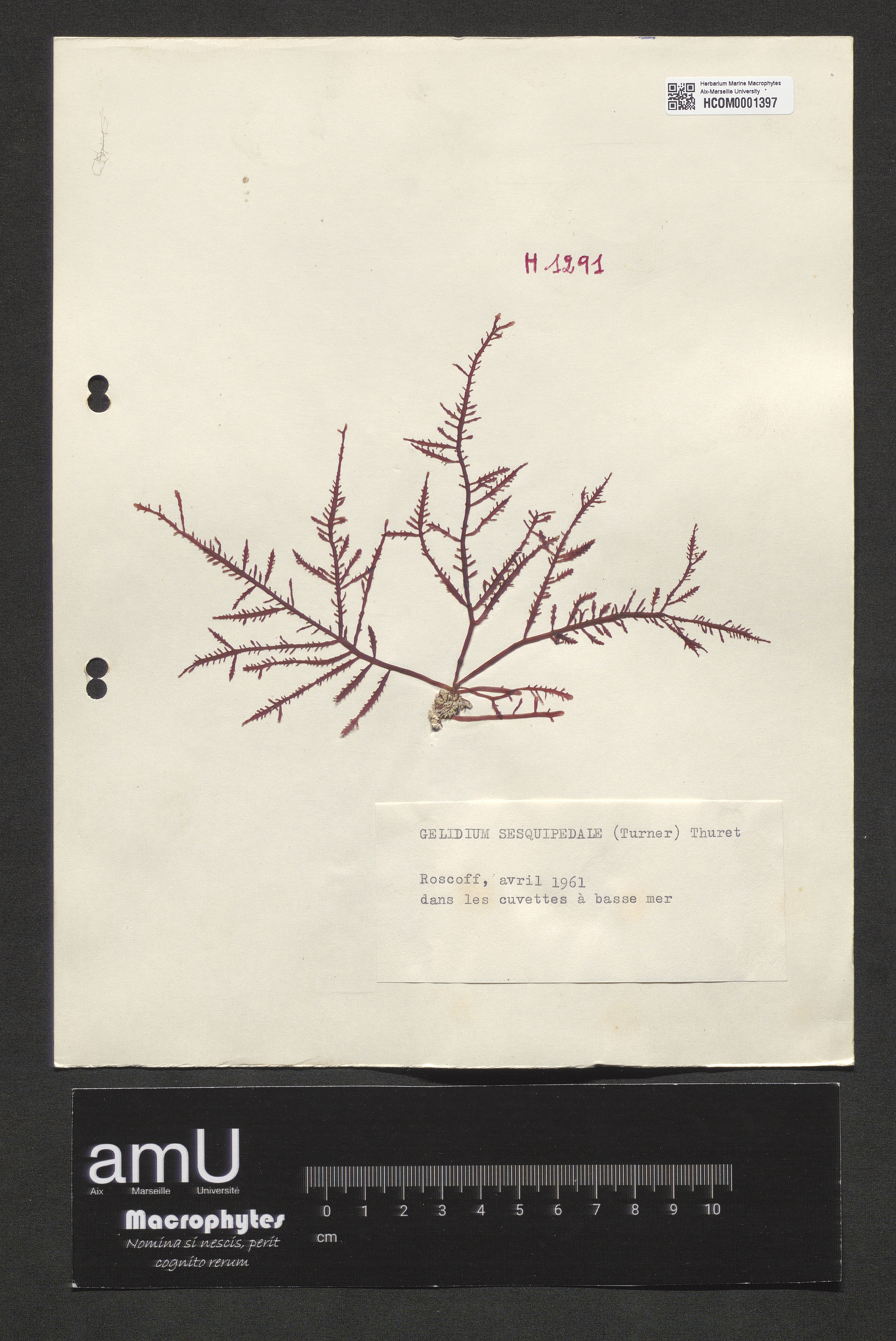 Gelidium sesquipedale specimen