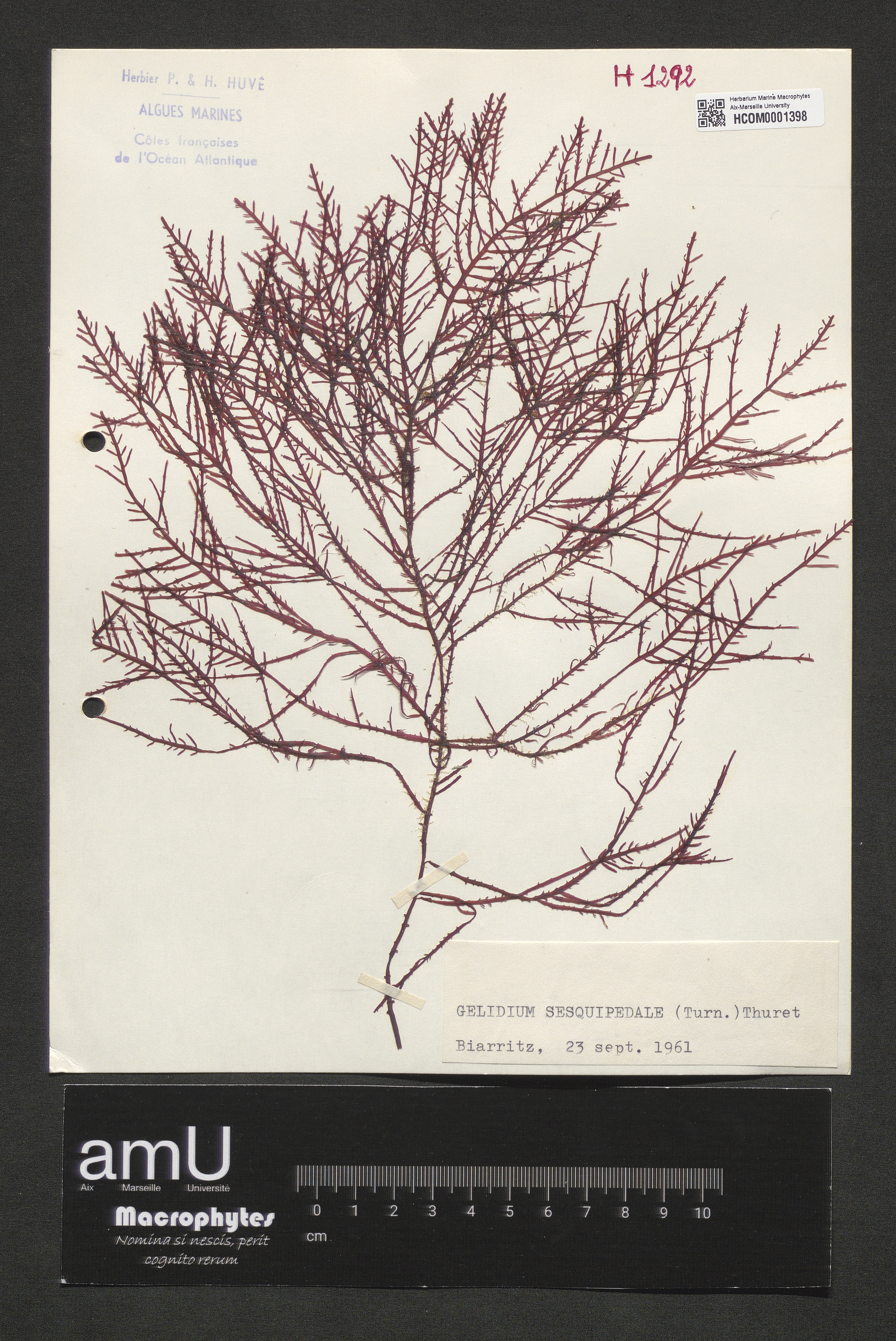 Gelidium sesquipedale specimen
