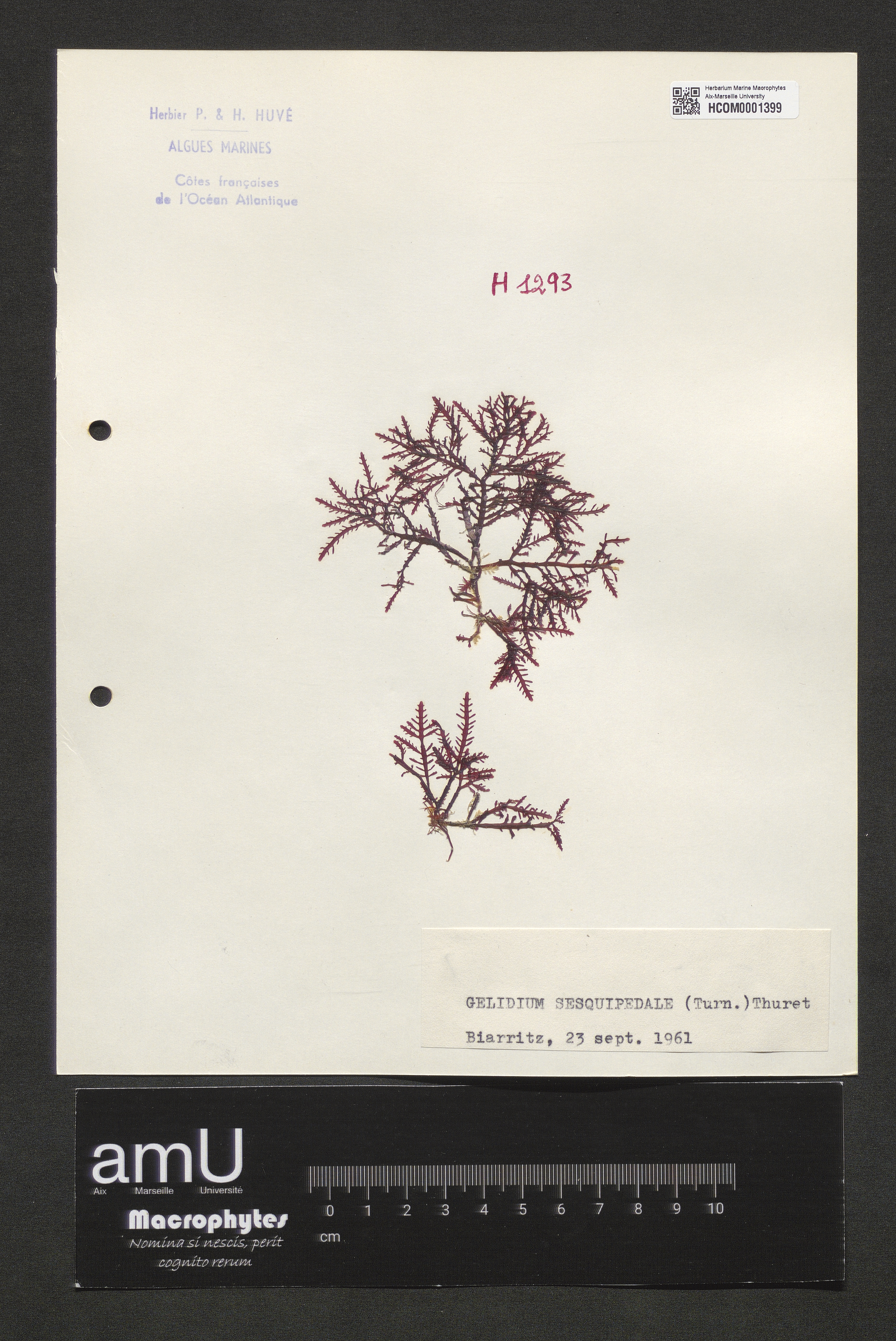Gelidium sesquipedale specimen