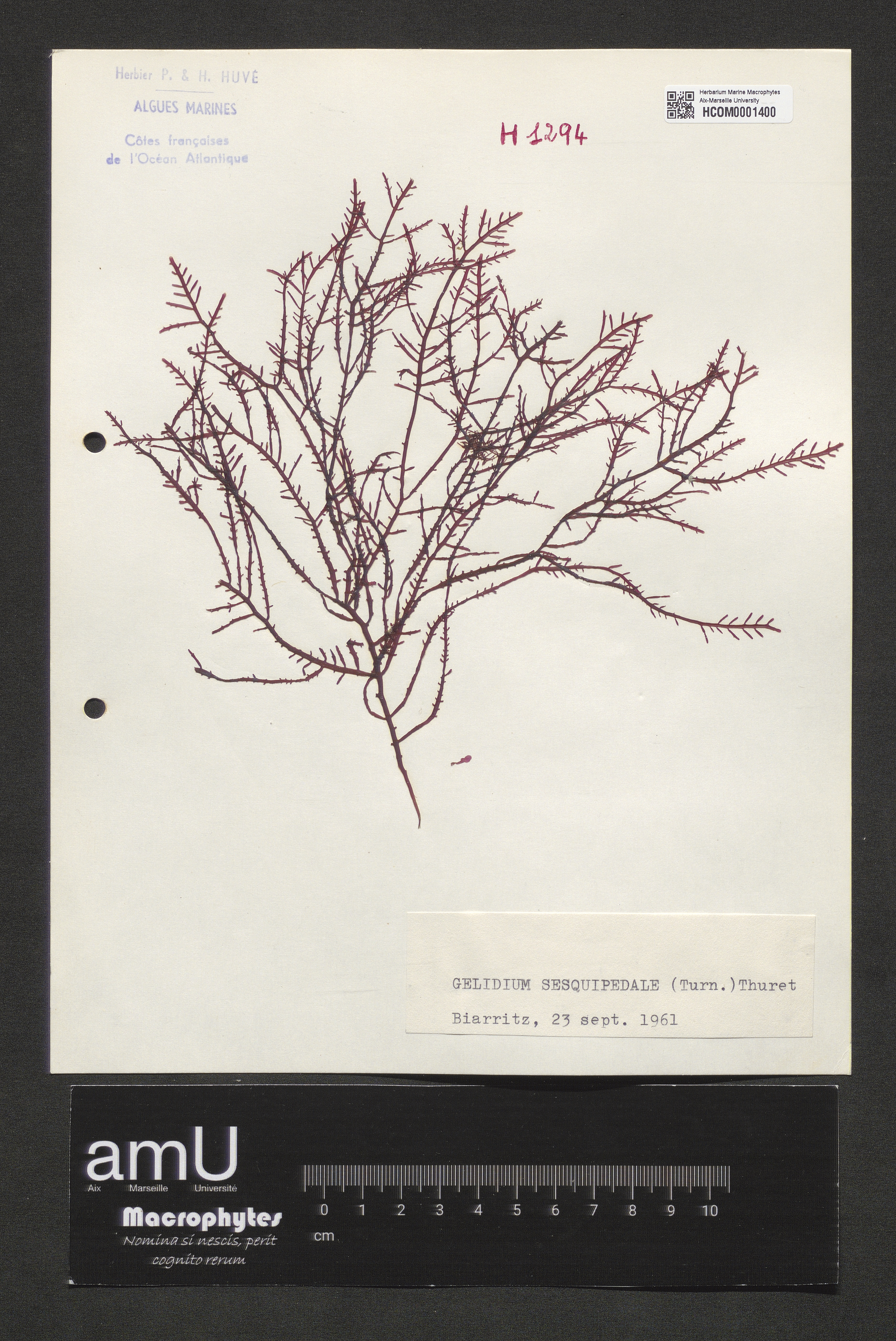 Gelidium sesquipedale specimen