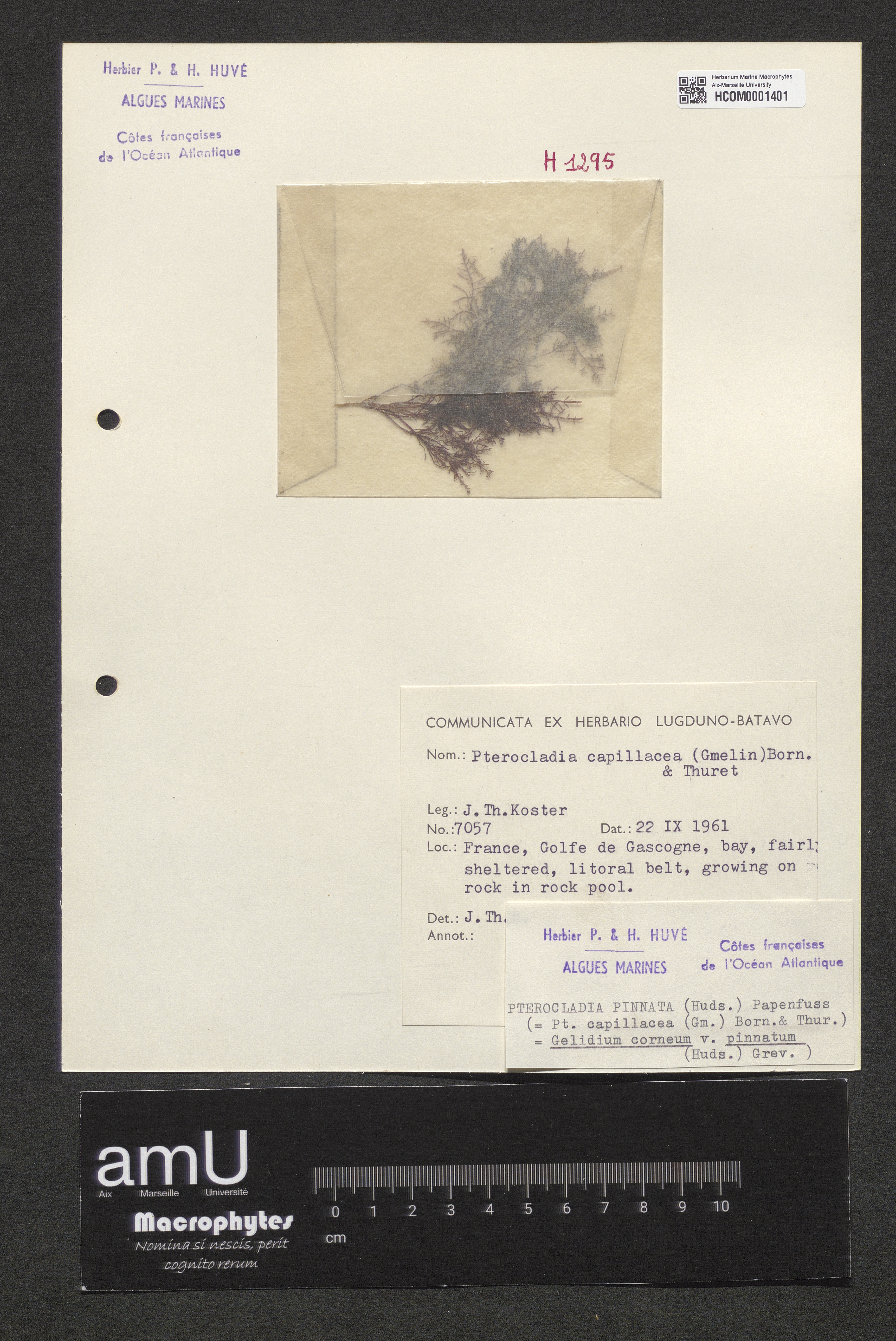 Pterocladia pinnata specimen