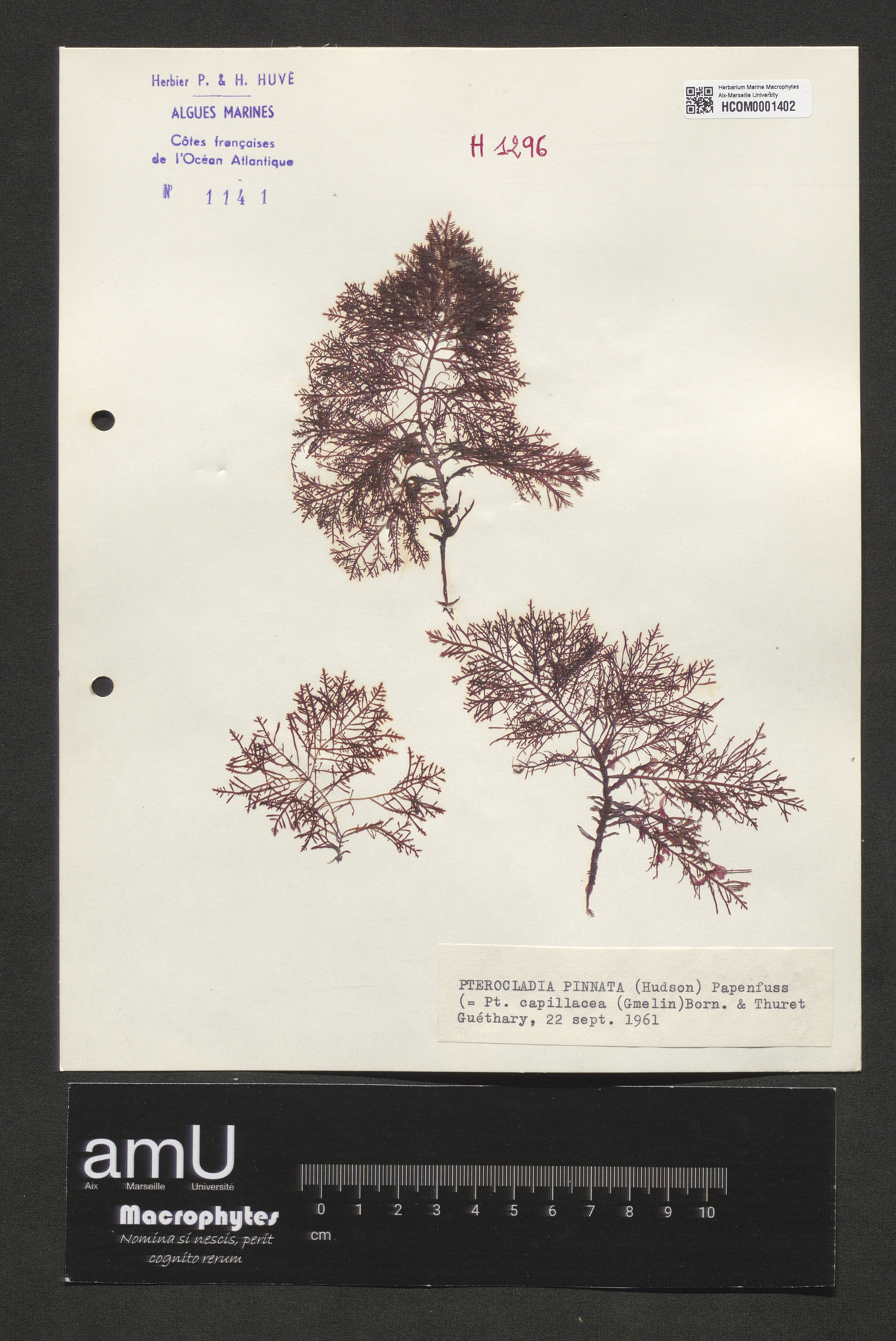 Pterocladia pinnata specimen