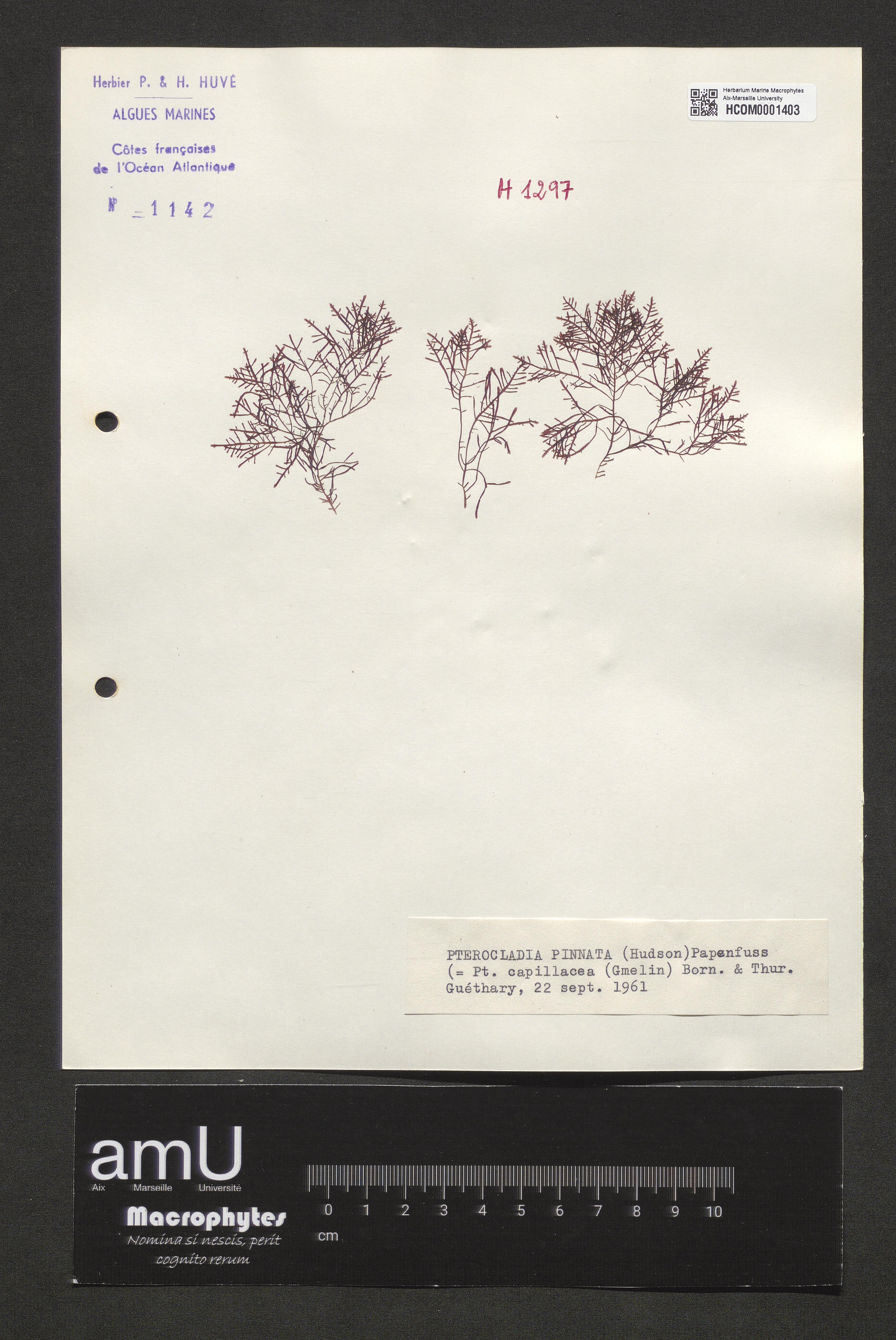 Pterocladia pinnata specimen