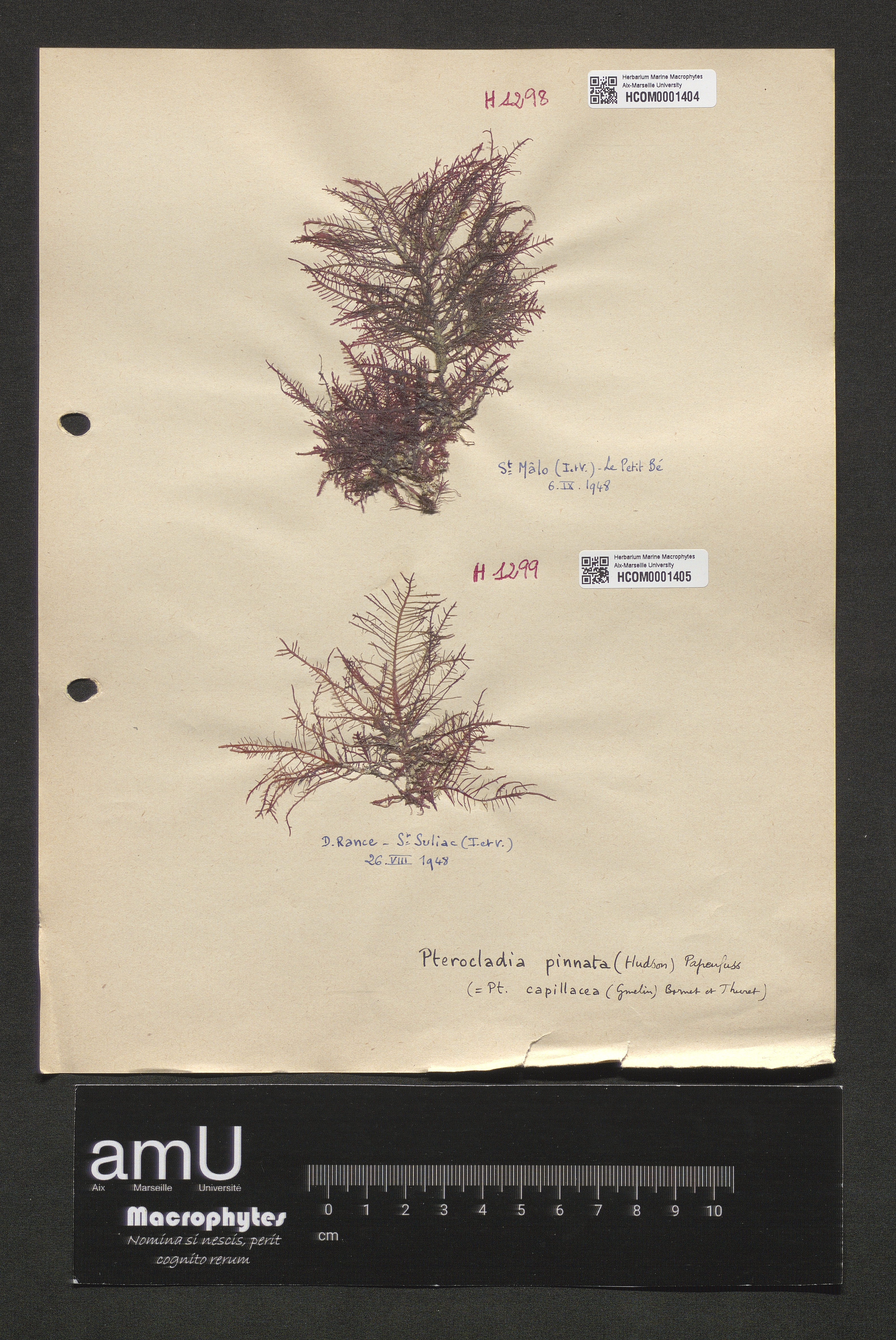 Pterocladia pinnata specimen