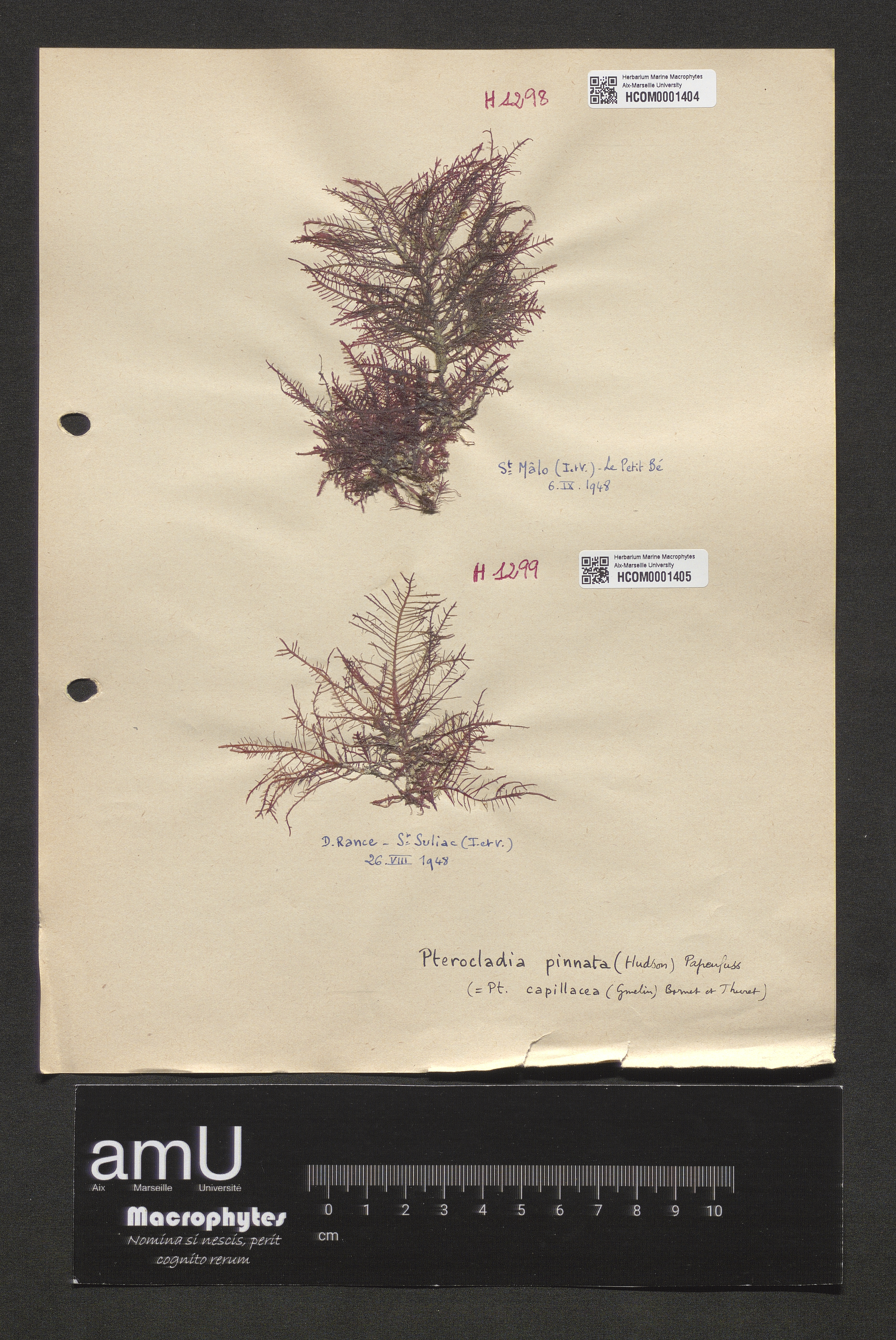 Pterocladia pinnata specimen