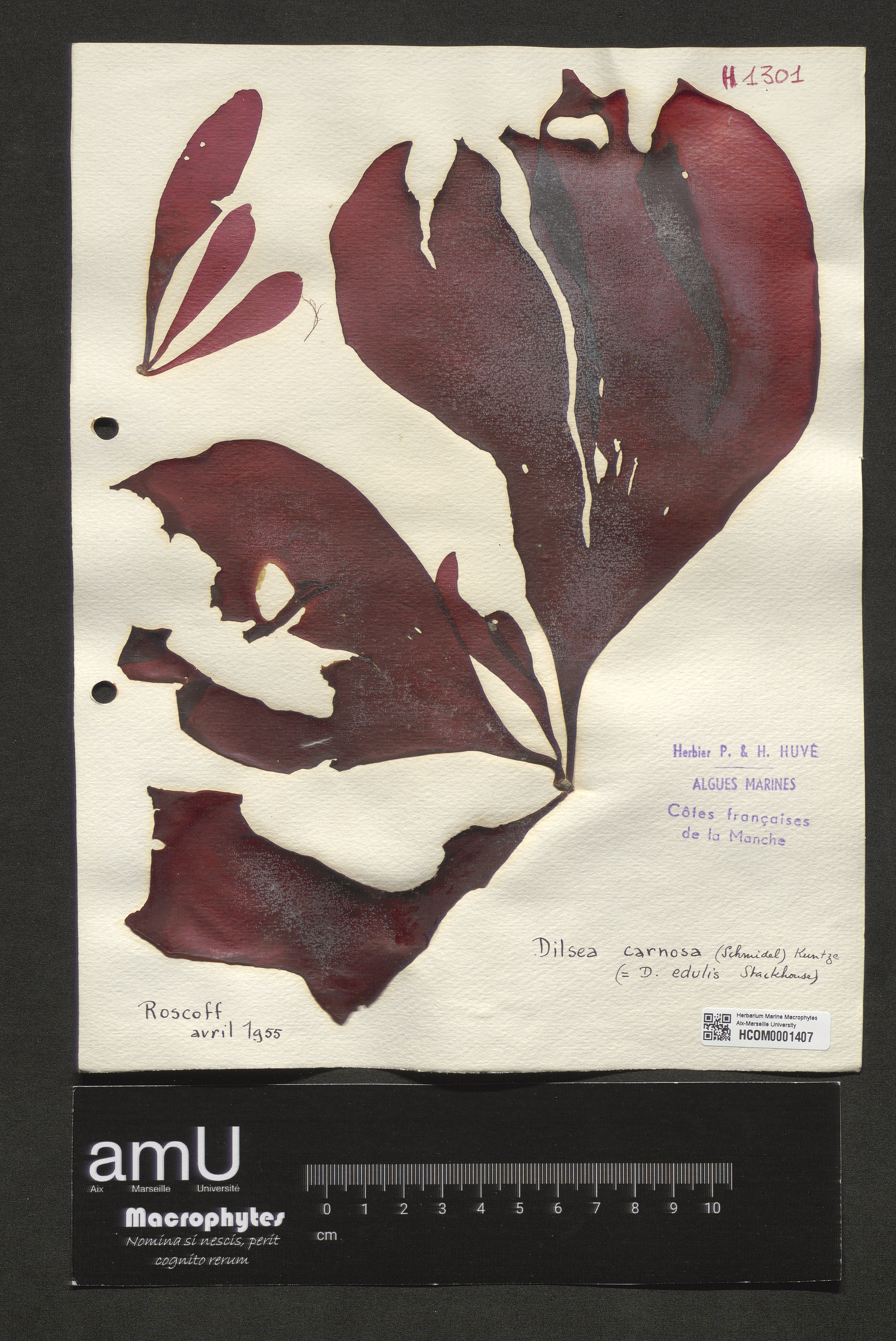 Dilsea carnosa specimen