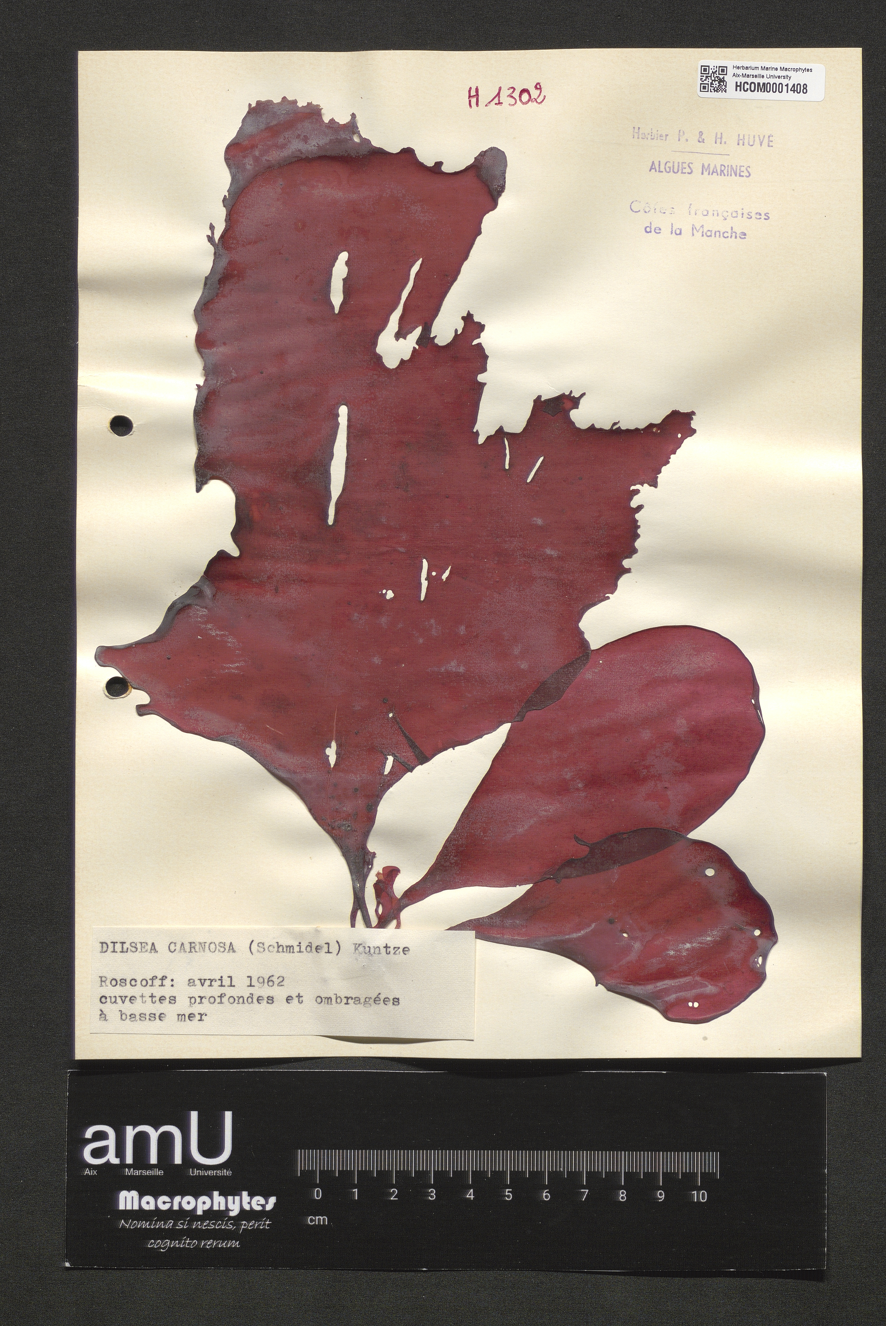 Dilsea carnosa specimen