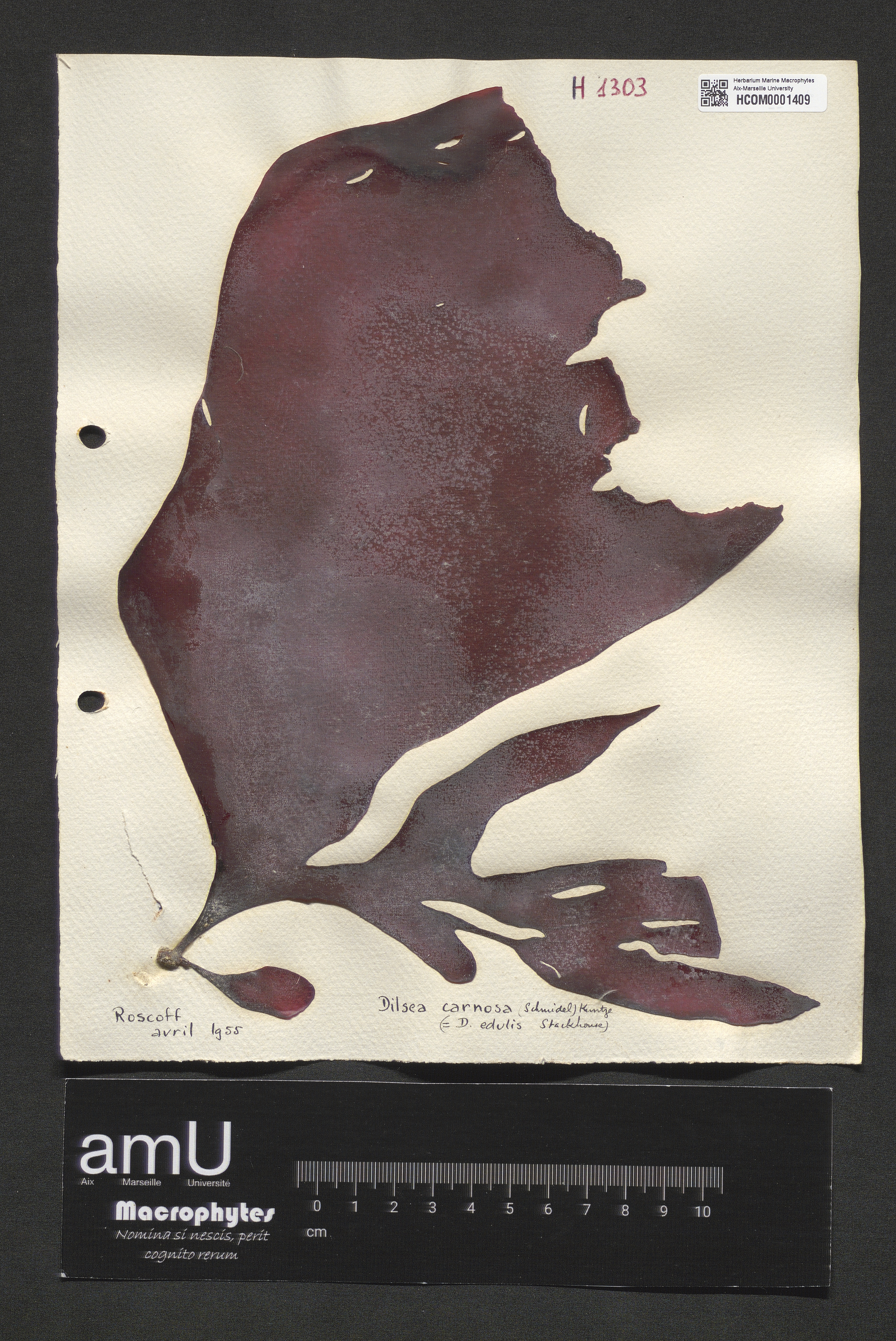 Dilsea carnosa specimen