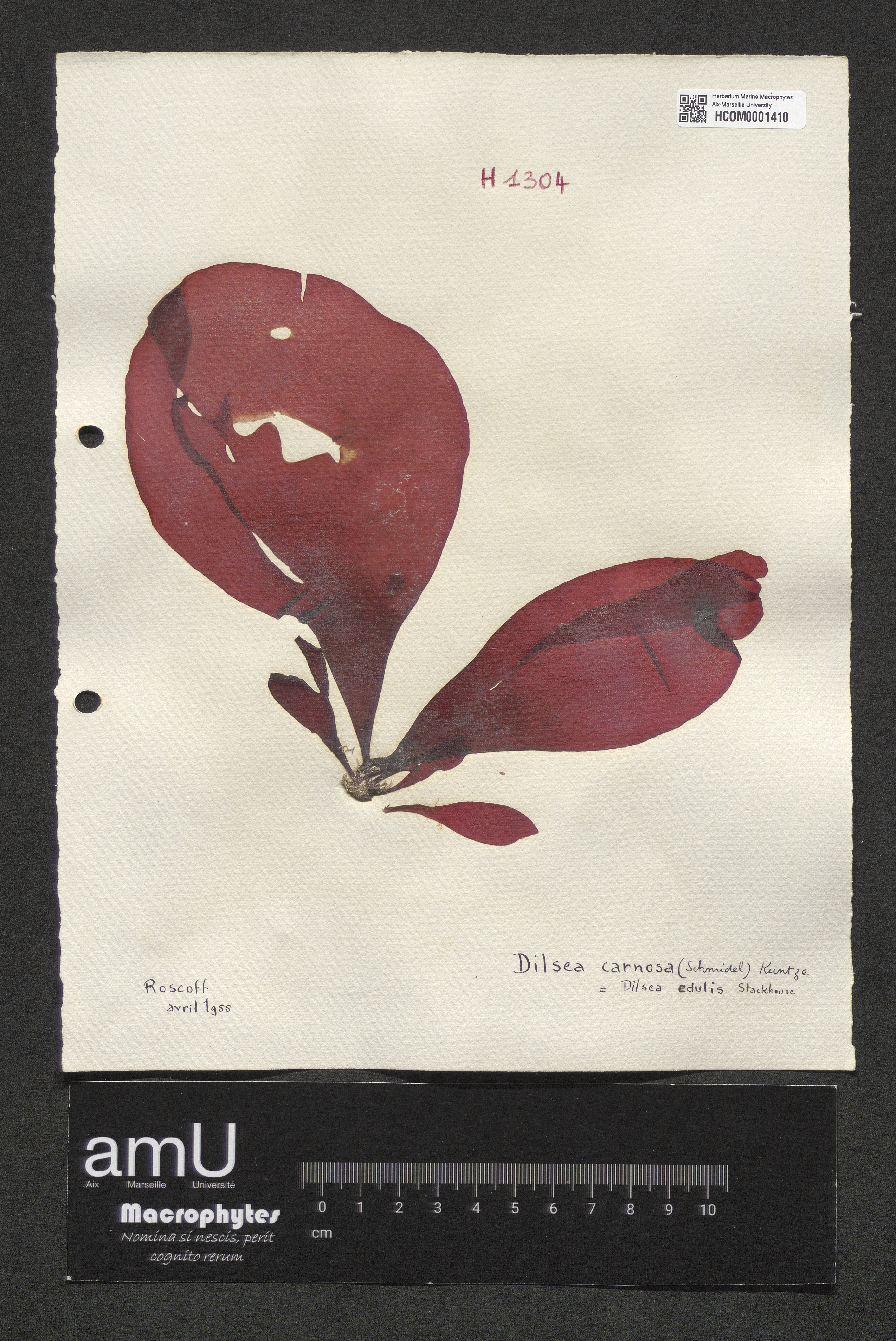 Dilsea carnosa specimen