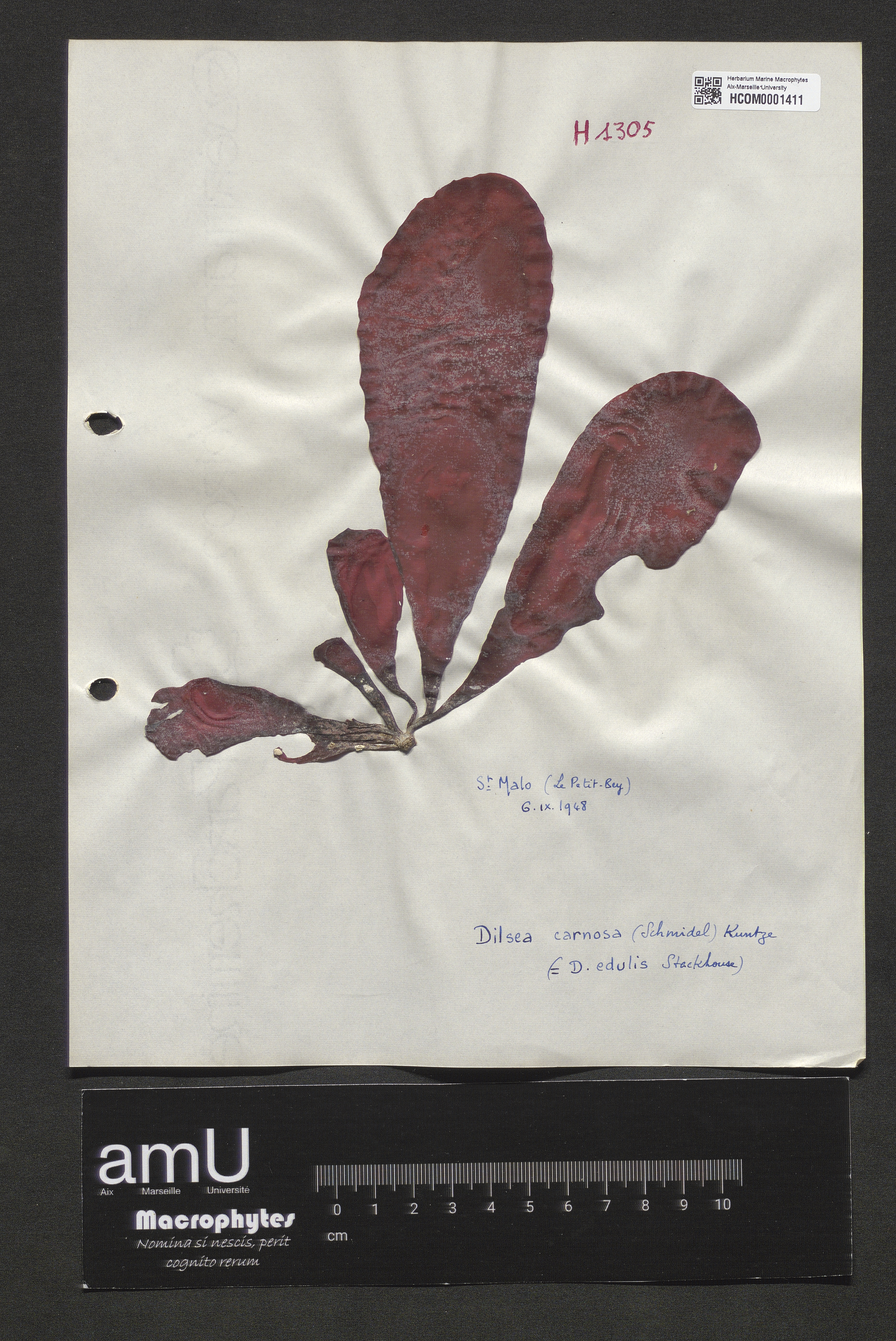 Dilsea carnosa specimen