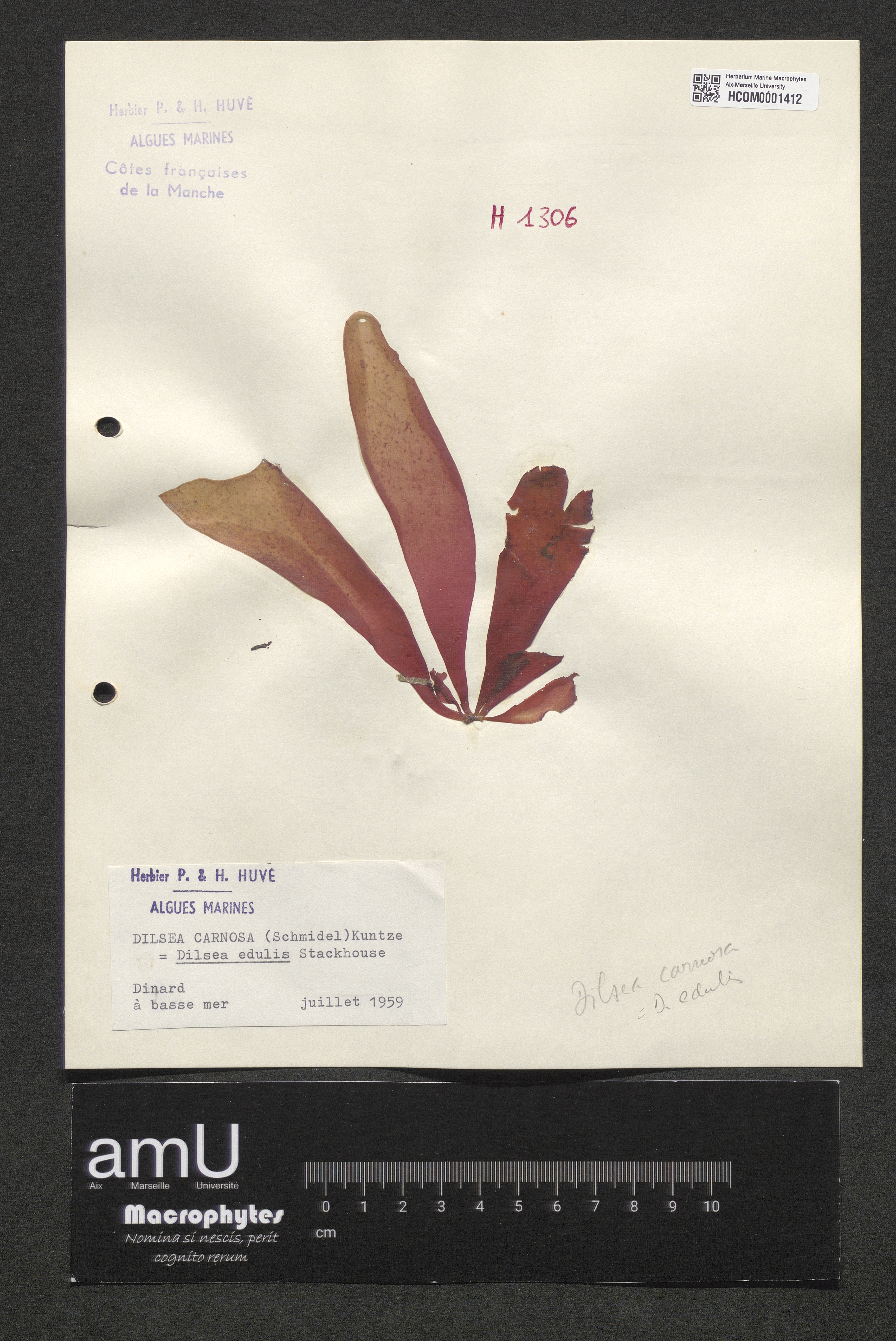 Dilsea carnosa specimen