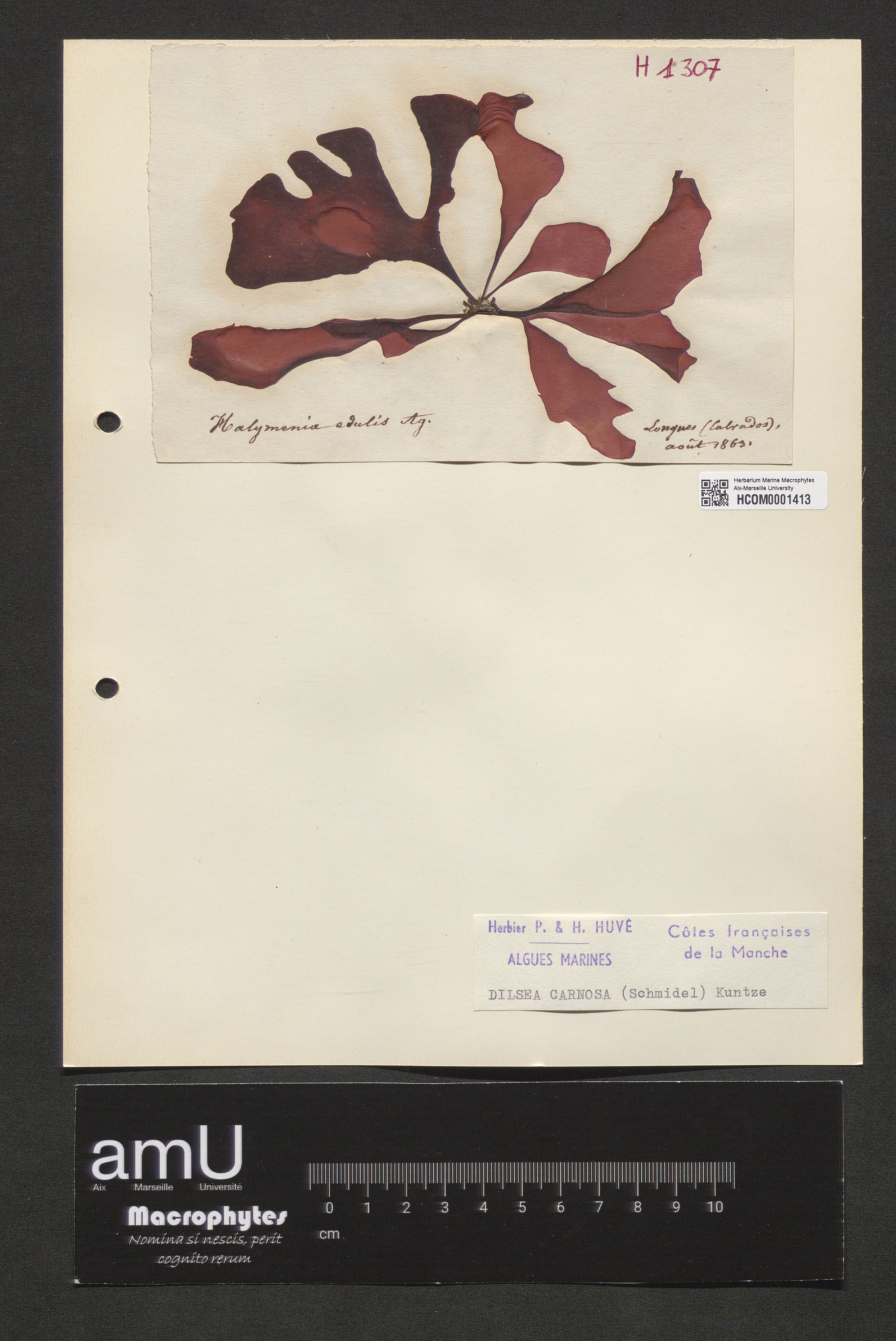 Dilsea carnosa specimen