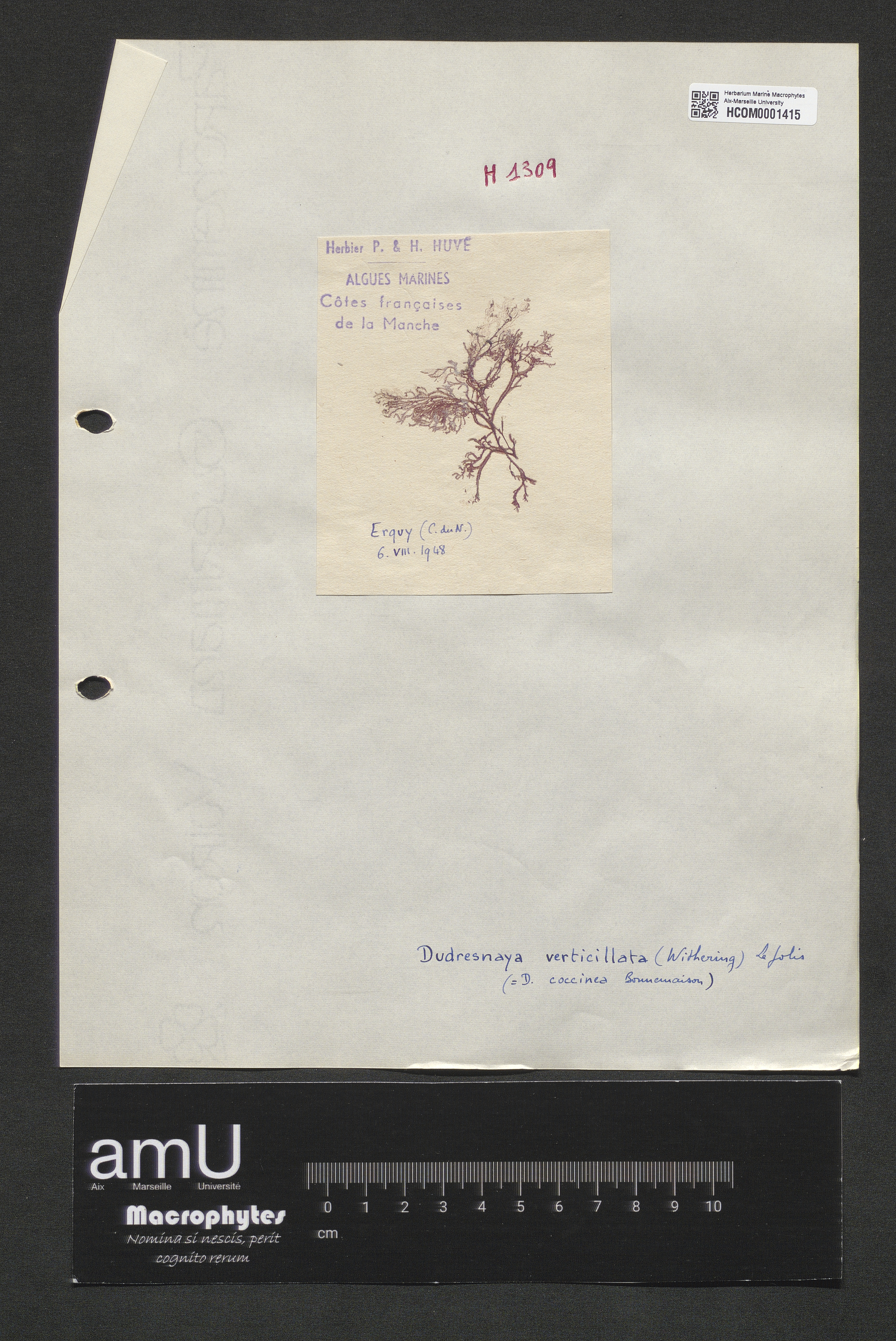 Dudresnaya verticillata specimen