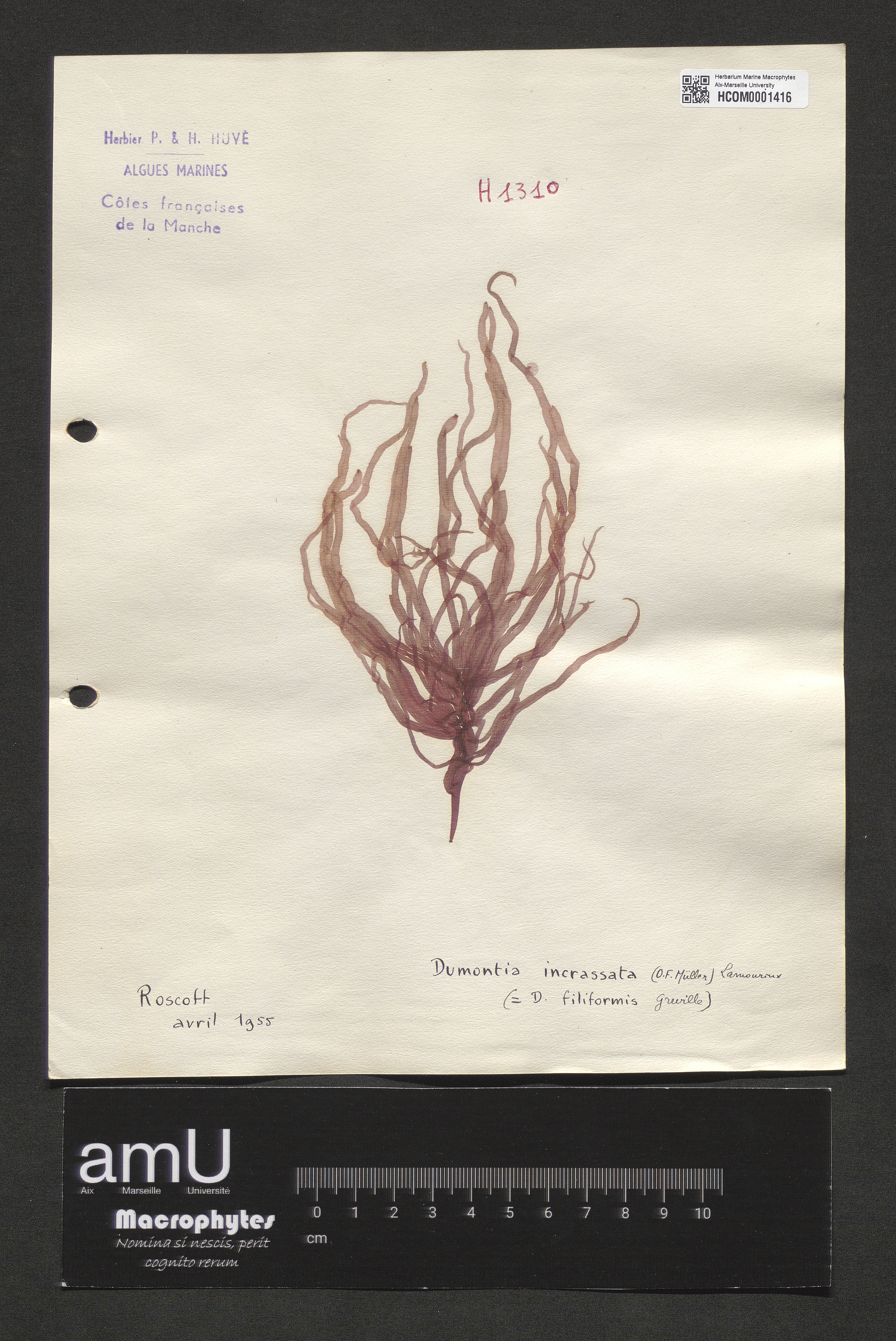 Dumontia incrassata specimen
