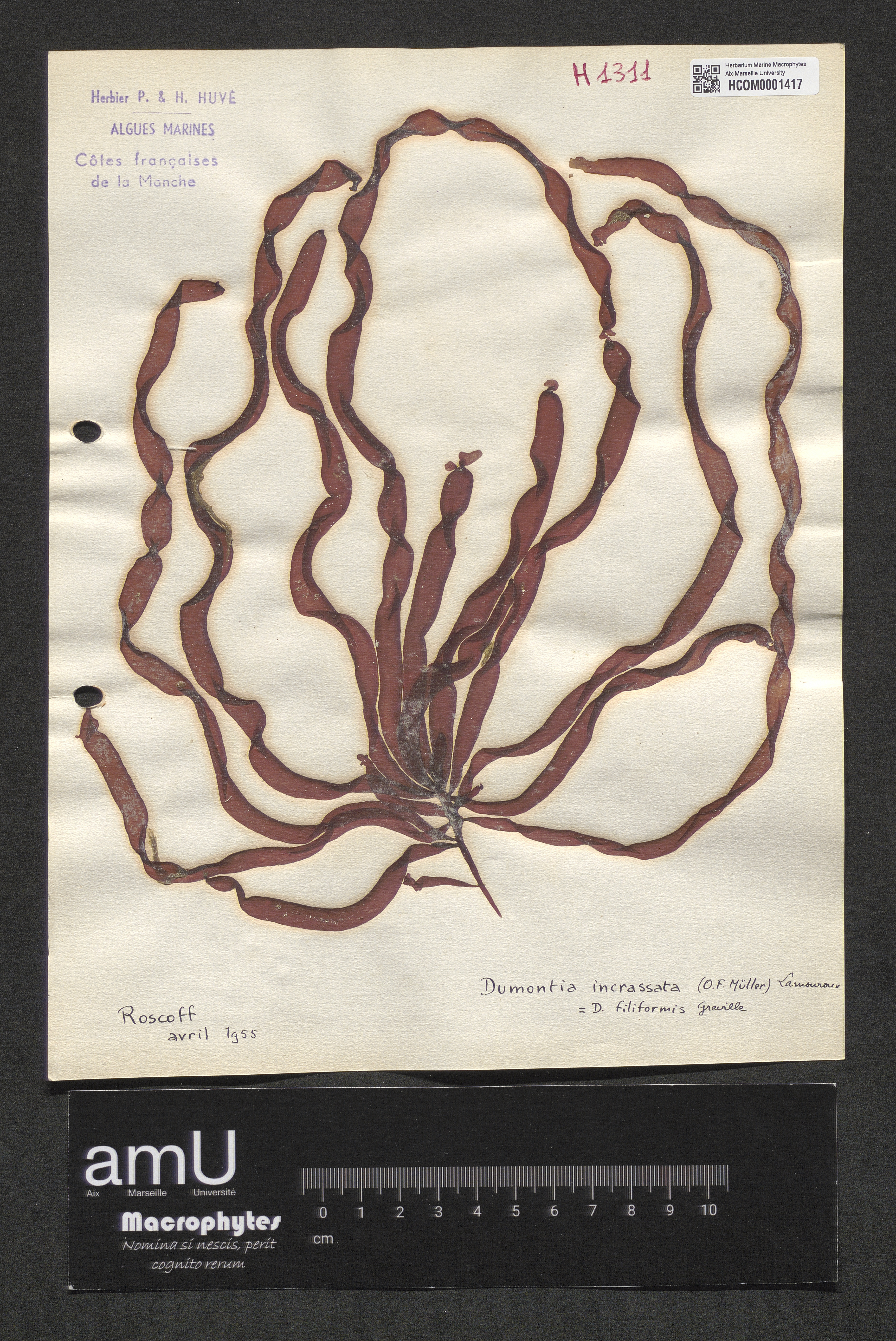 Dumontia incrassata specimen