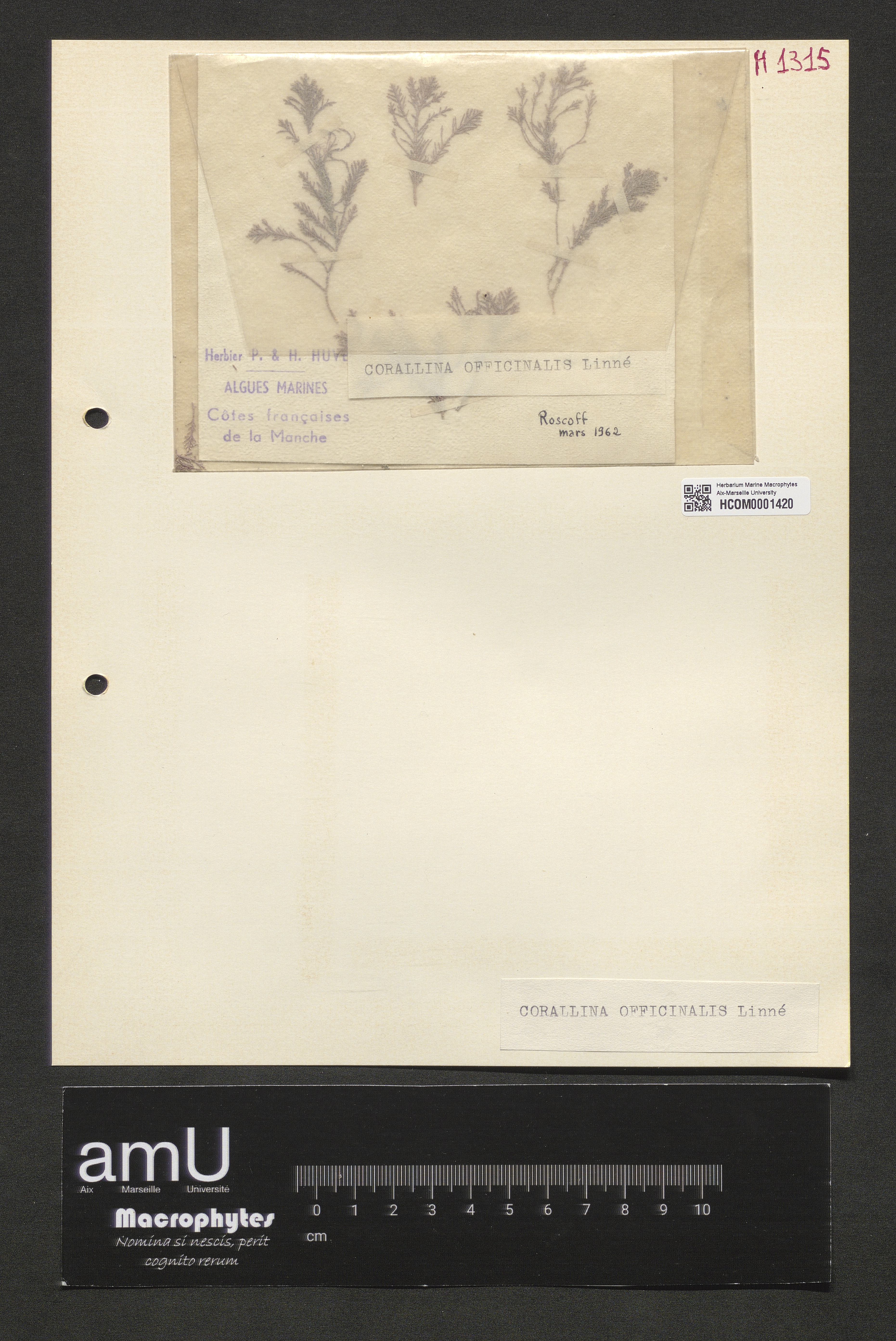 Corallina officinalis specimen